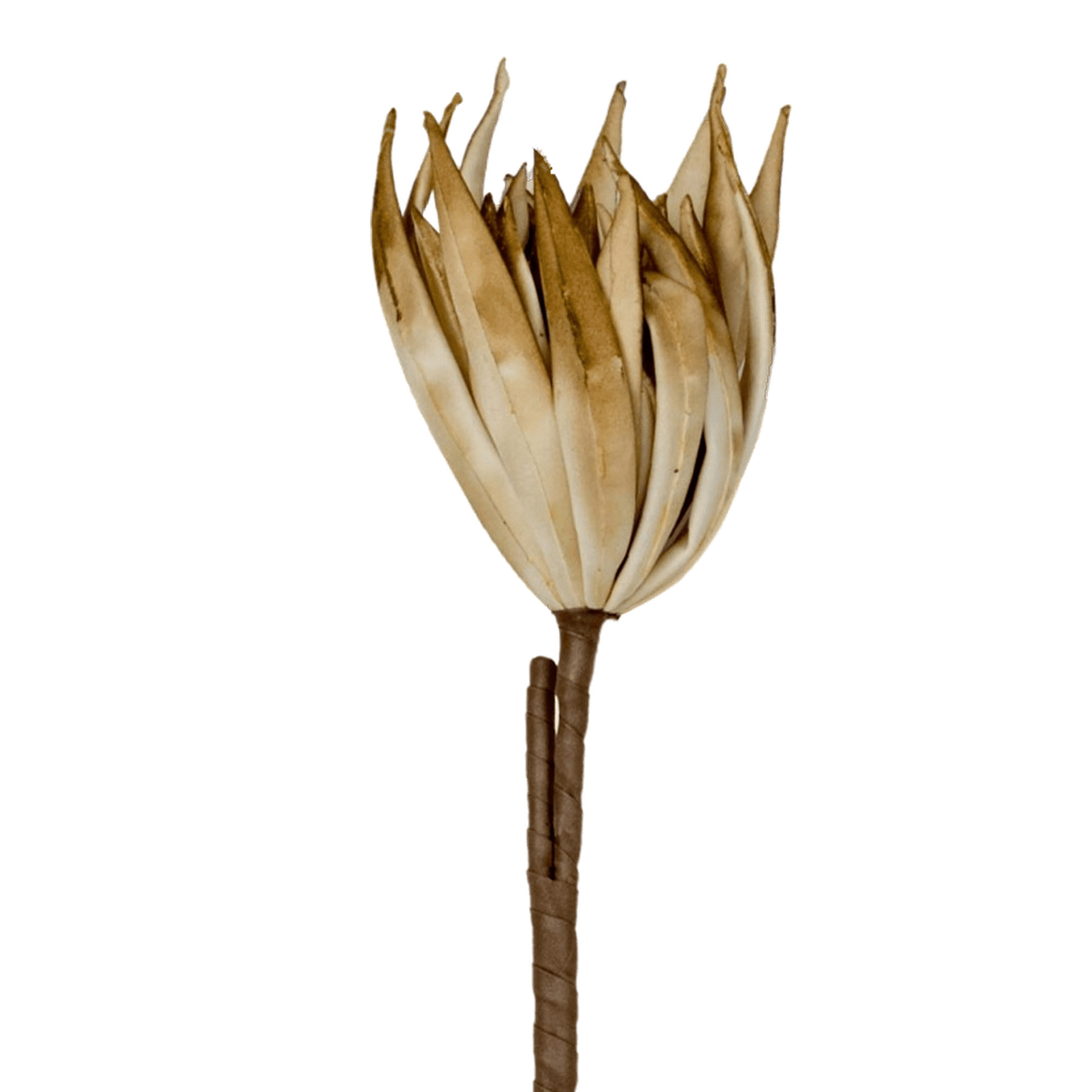 RI002664_1_1