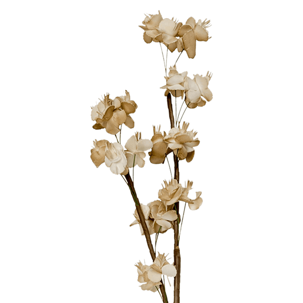 RI002666_1_1