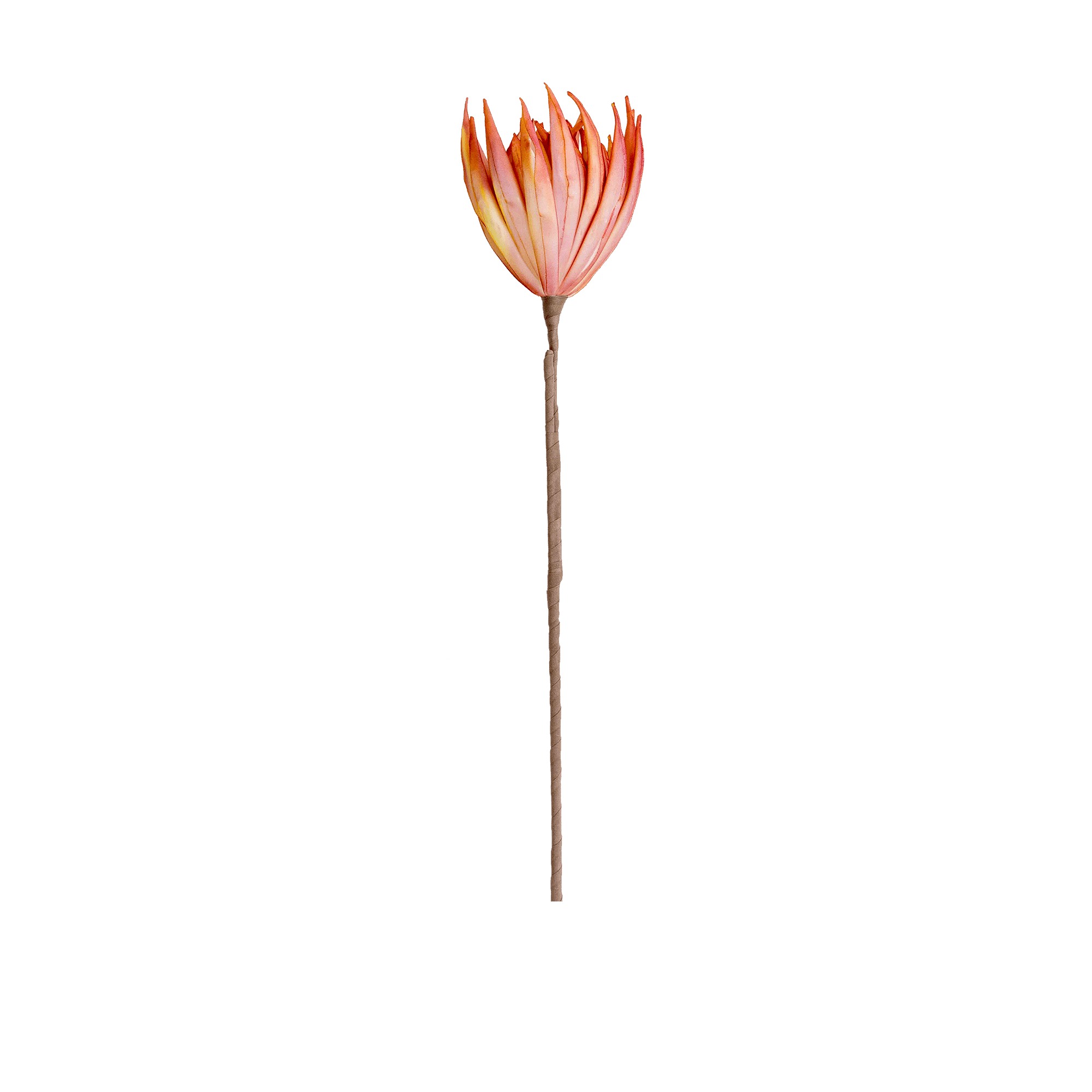 RI002669_2