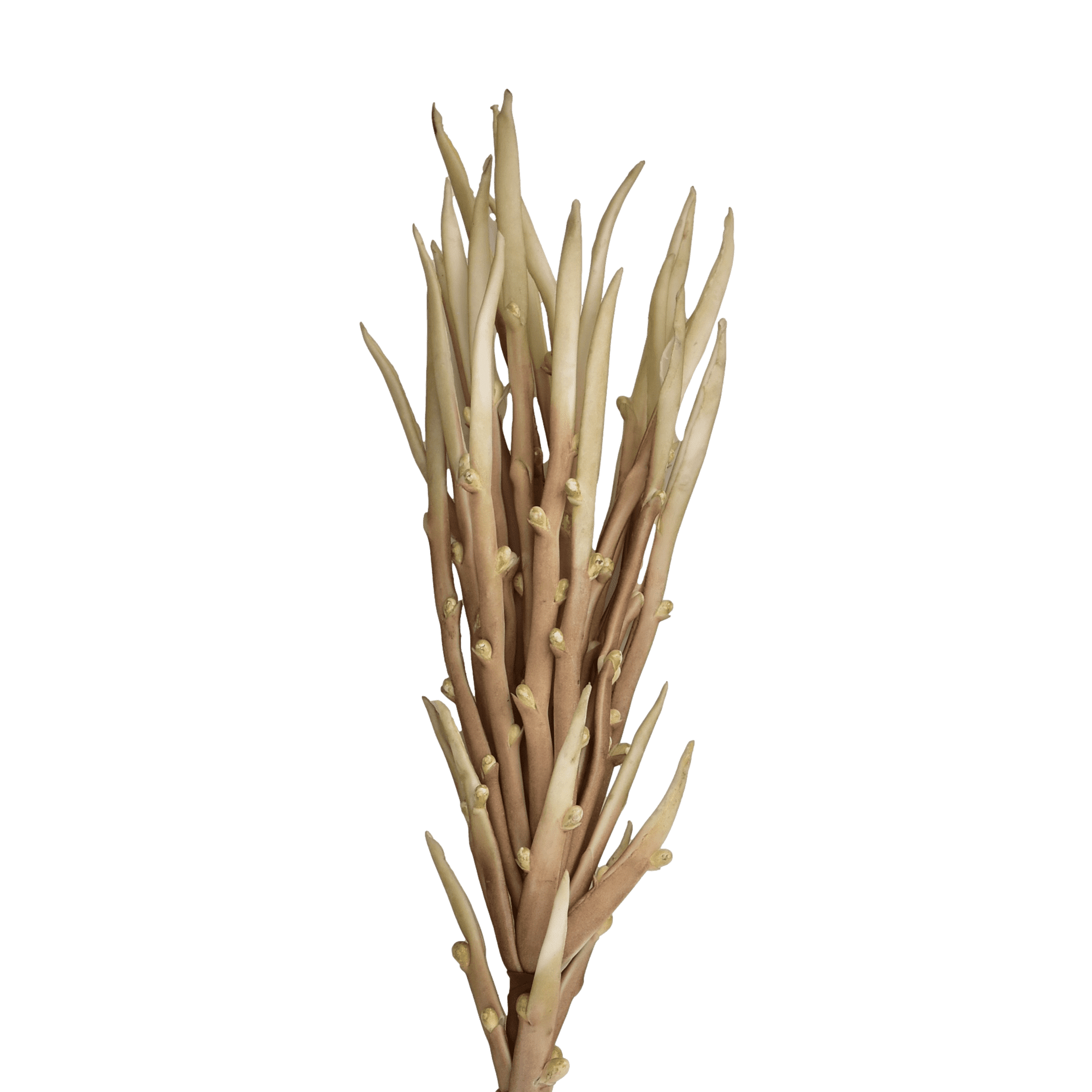/R/I/RI002764_1_1.png