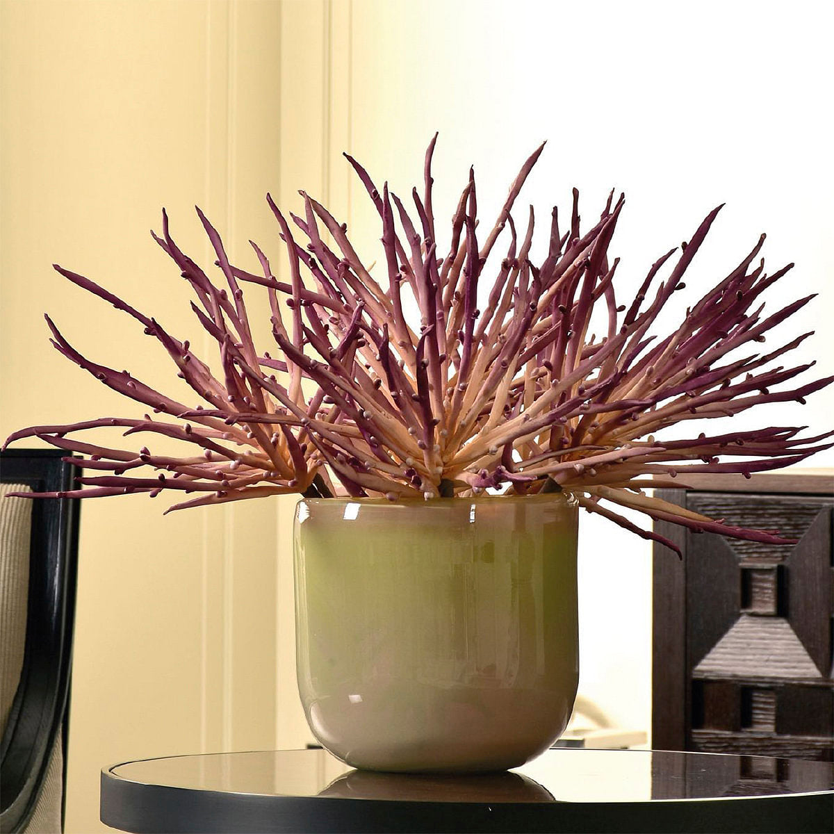 Aloe Stem