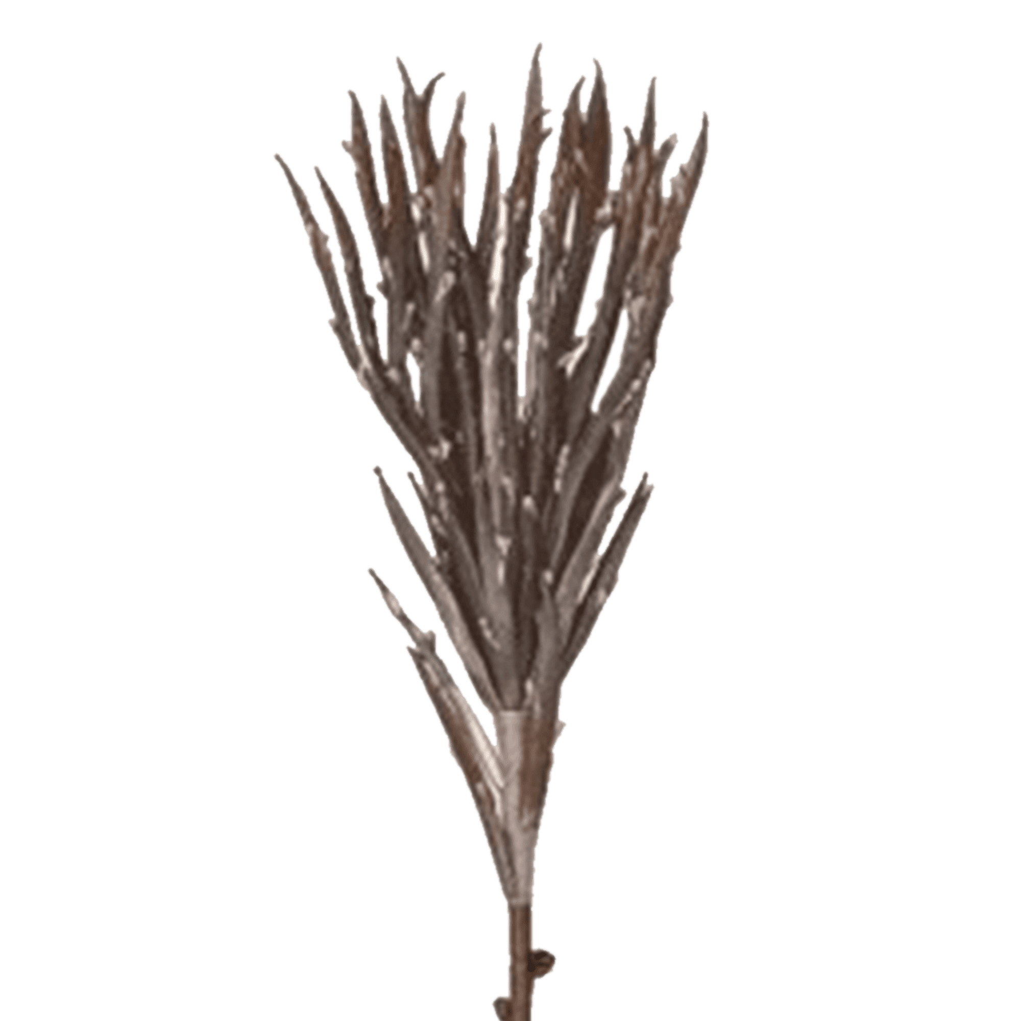 RI002767_1_1