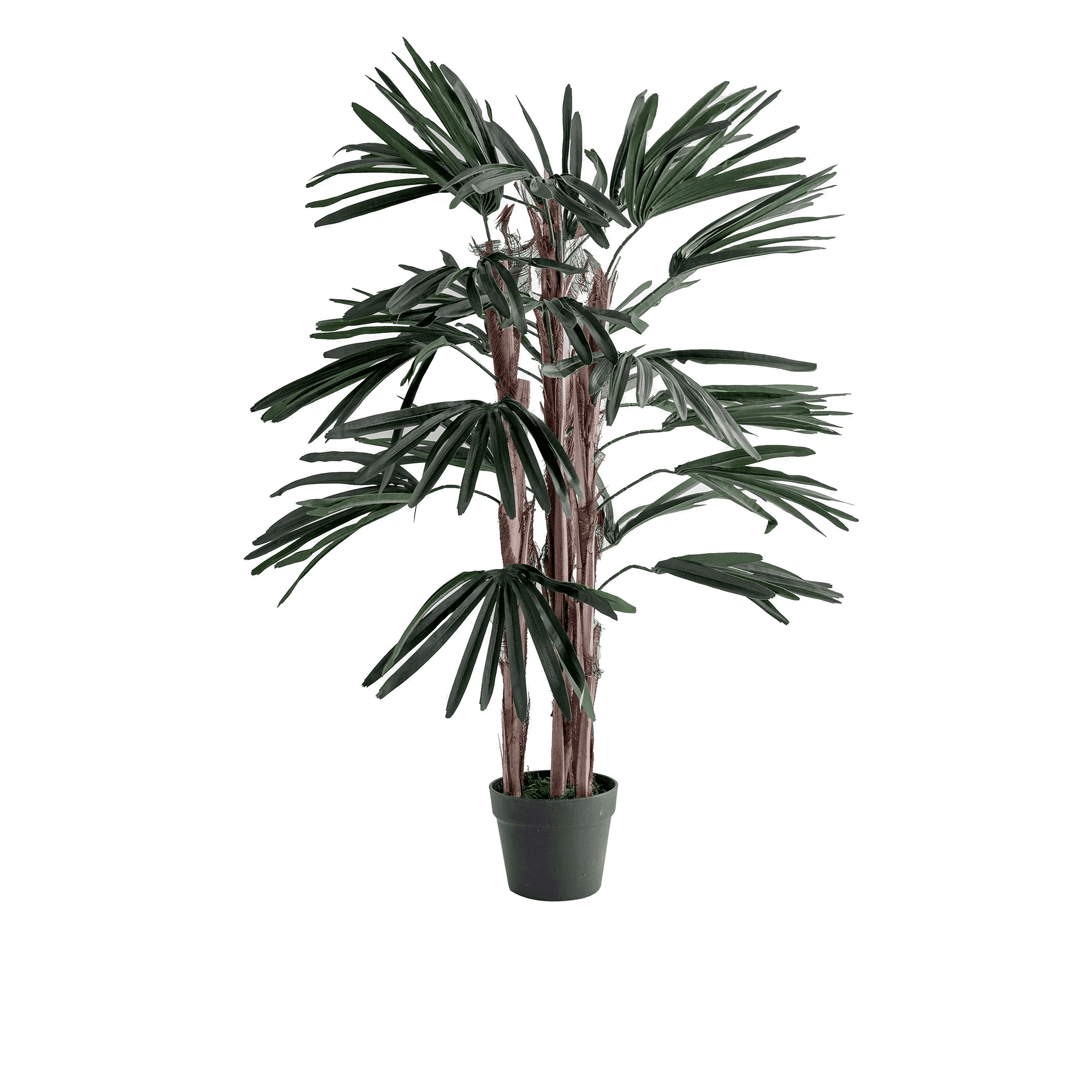 Rhapis Potted Plant