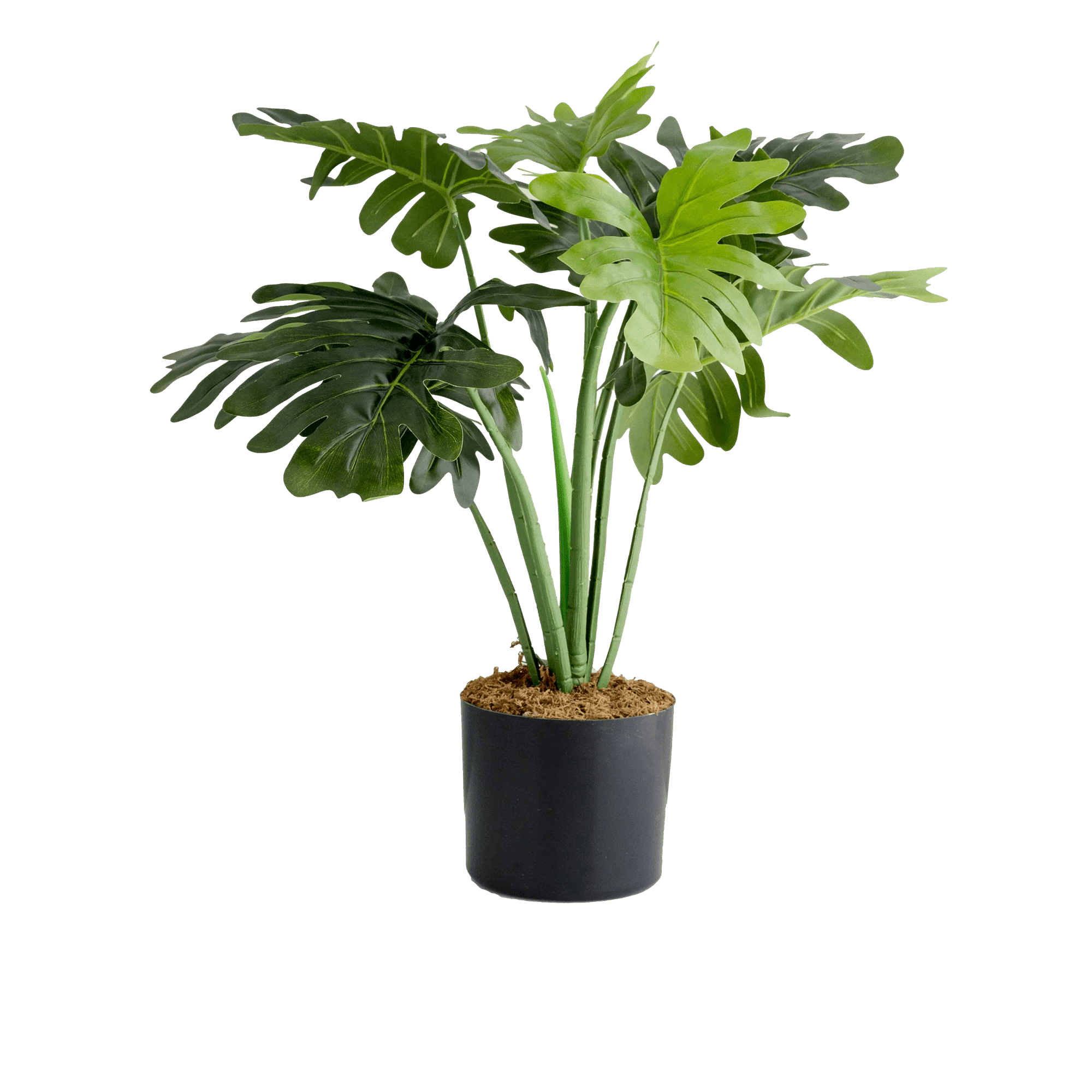 Philodendron Potted Plant