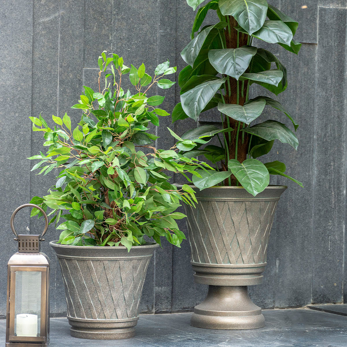 Ficus Potted Plant