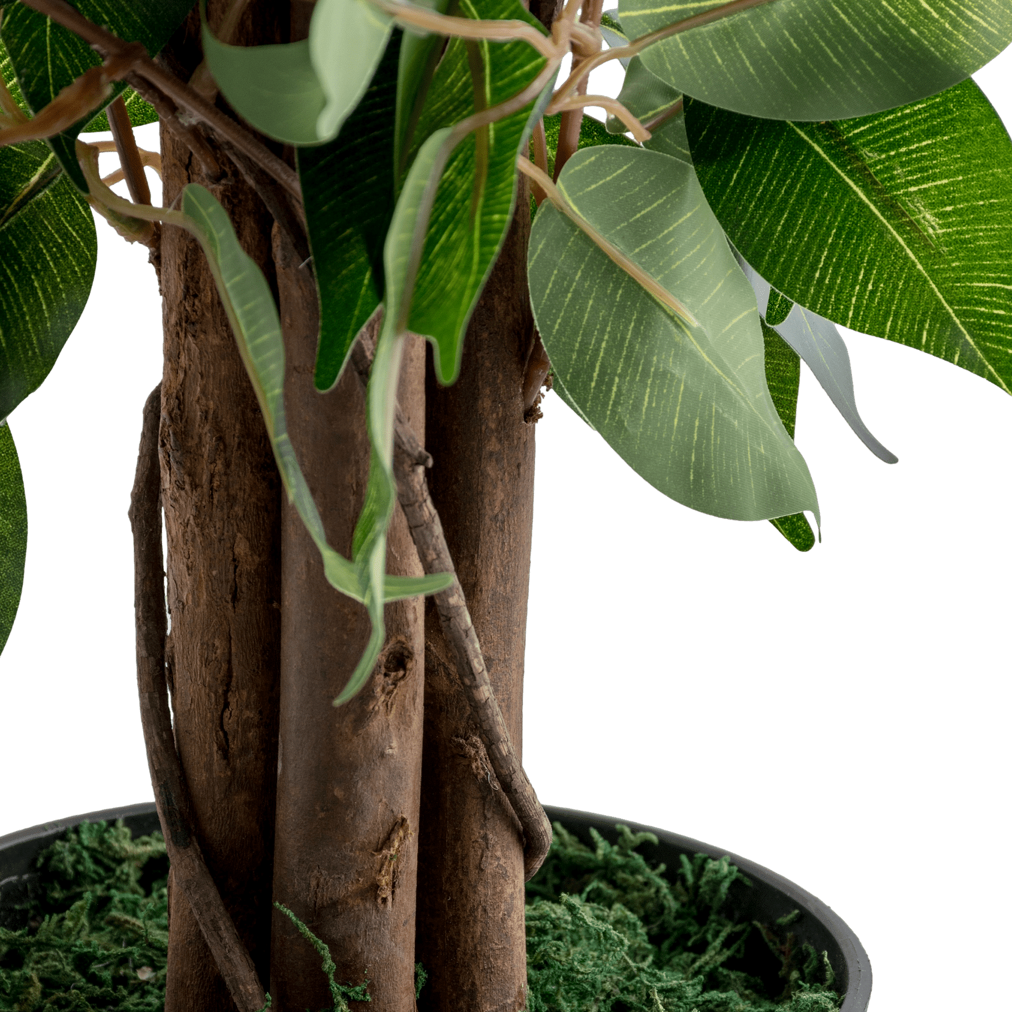 Ficus Potted Plant
