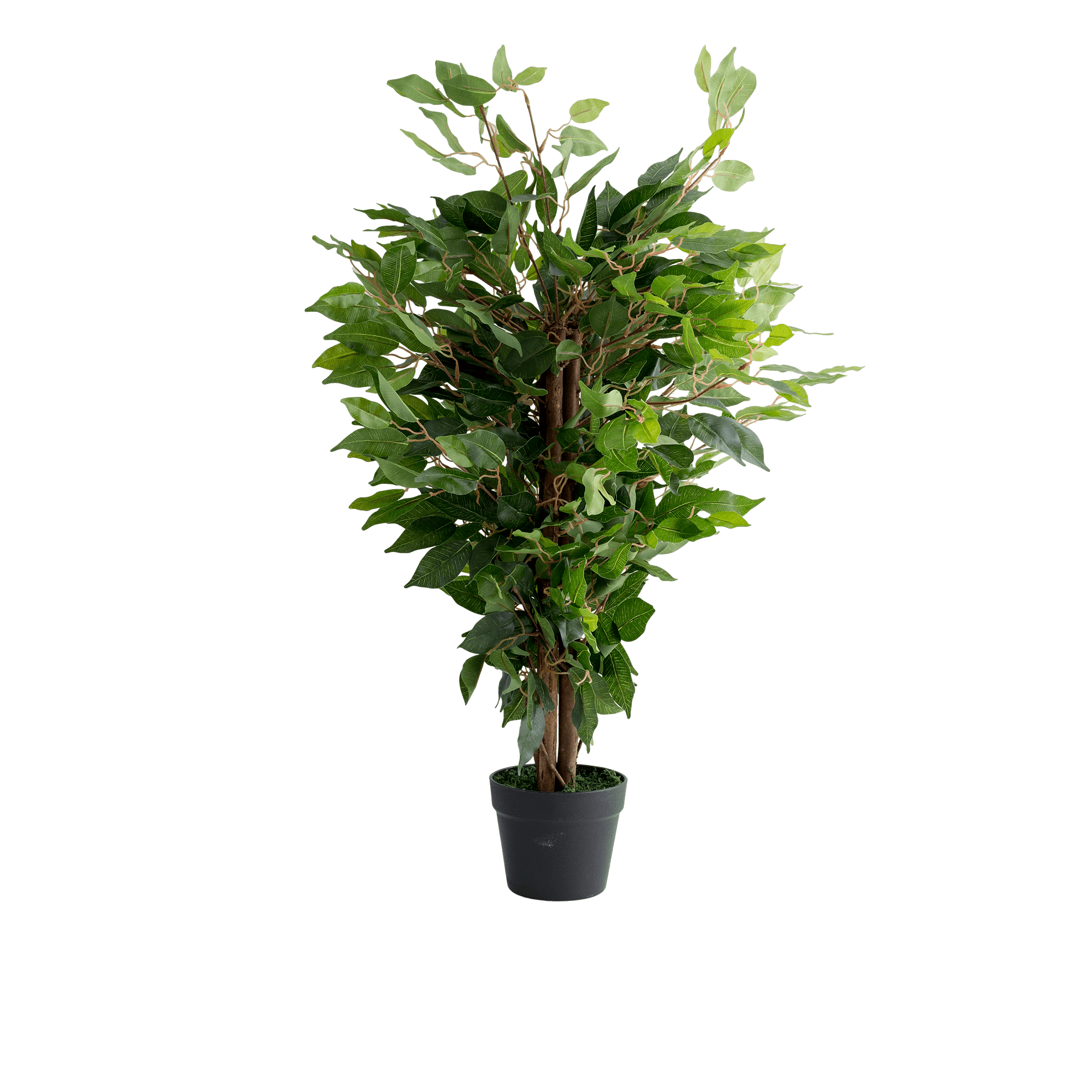 Ficus Potted Plant
