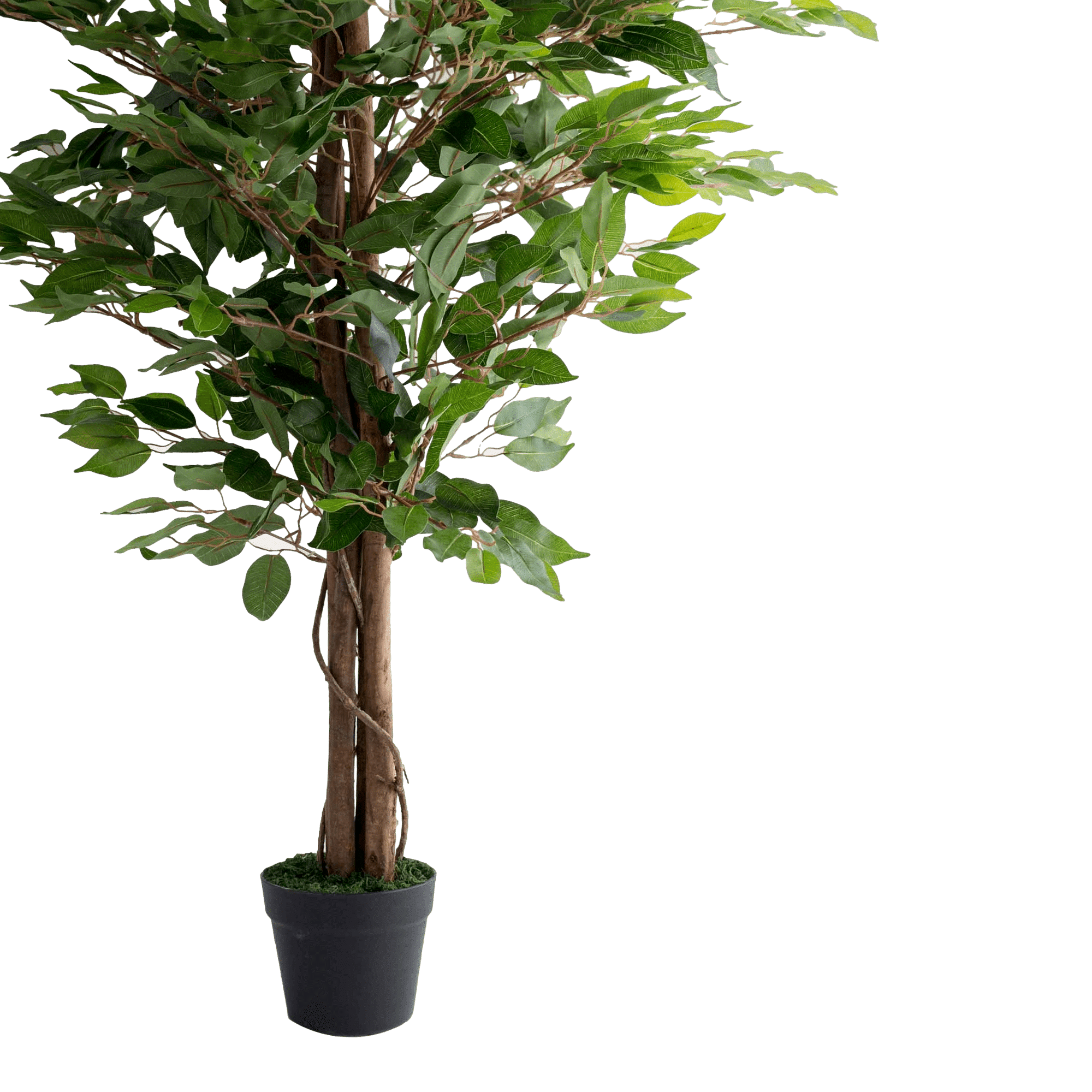 Ficus Potted Plant