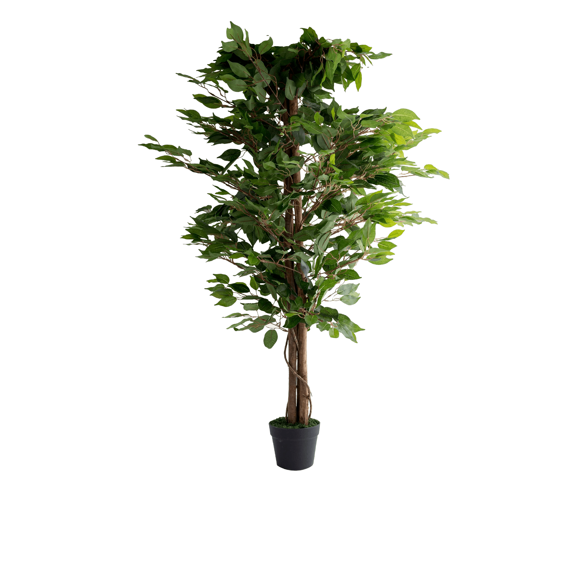 Ficus Potted Plant