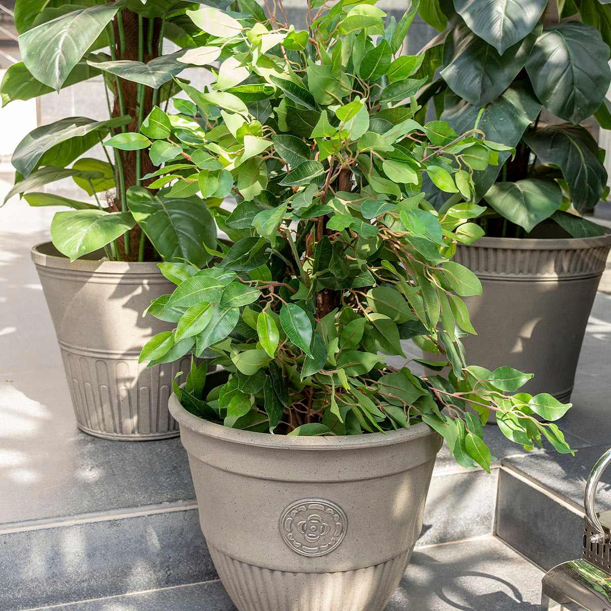 Ficus Potted Plant