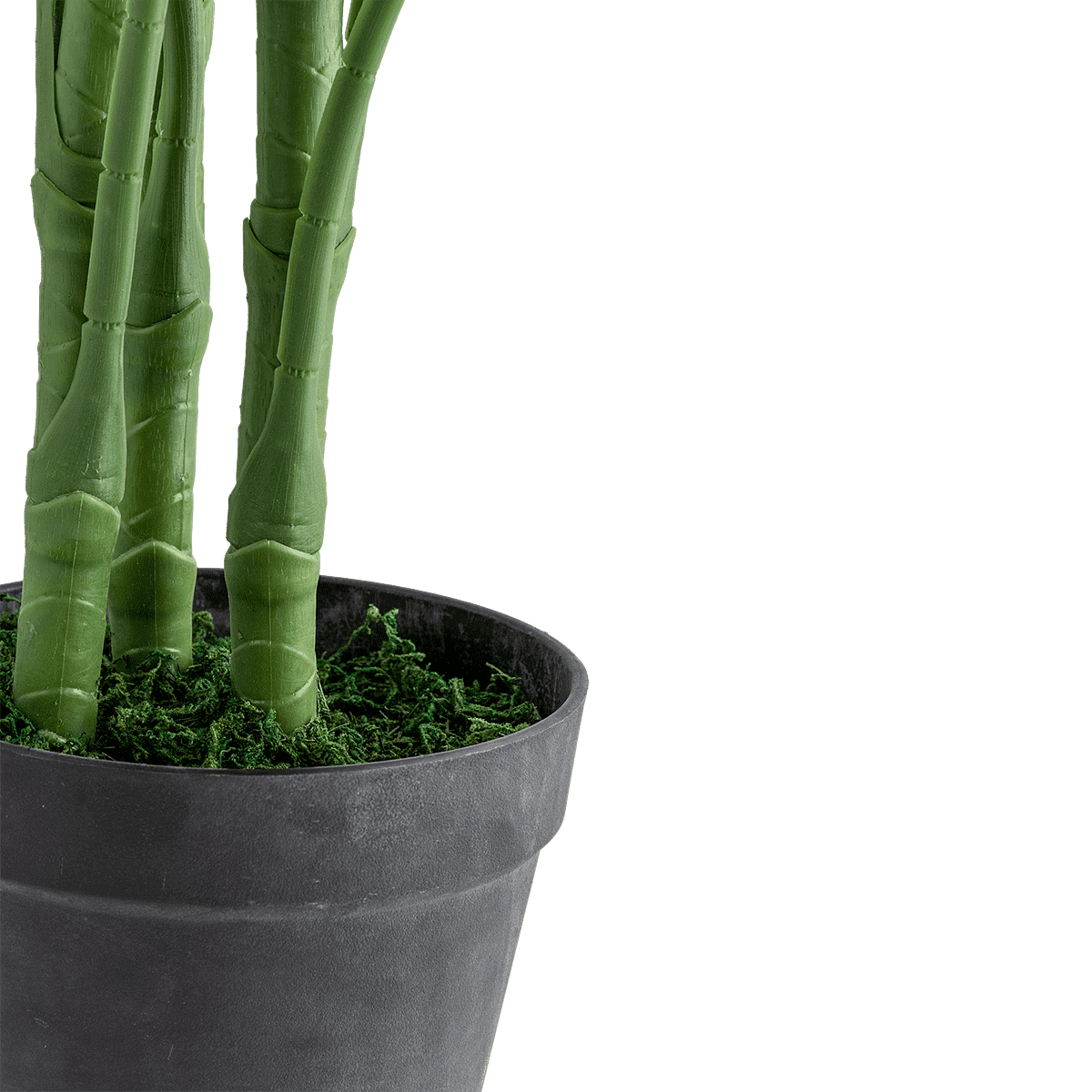 Aureus Potted Plant