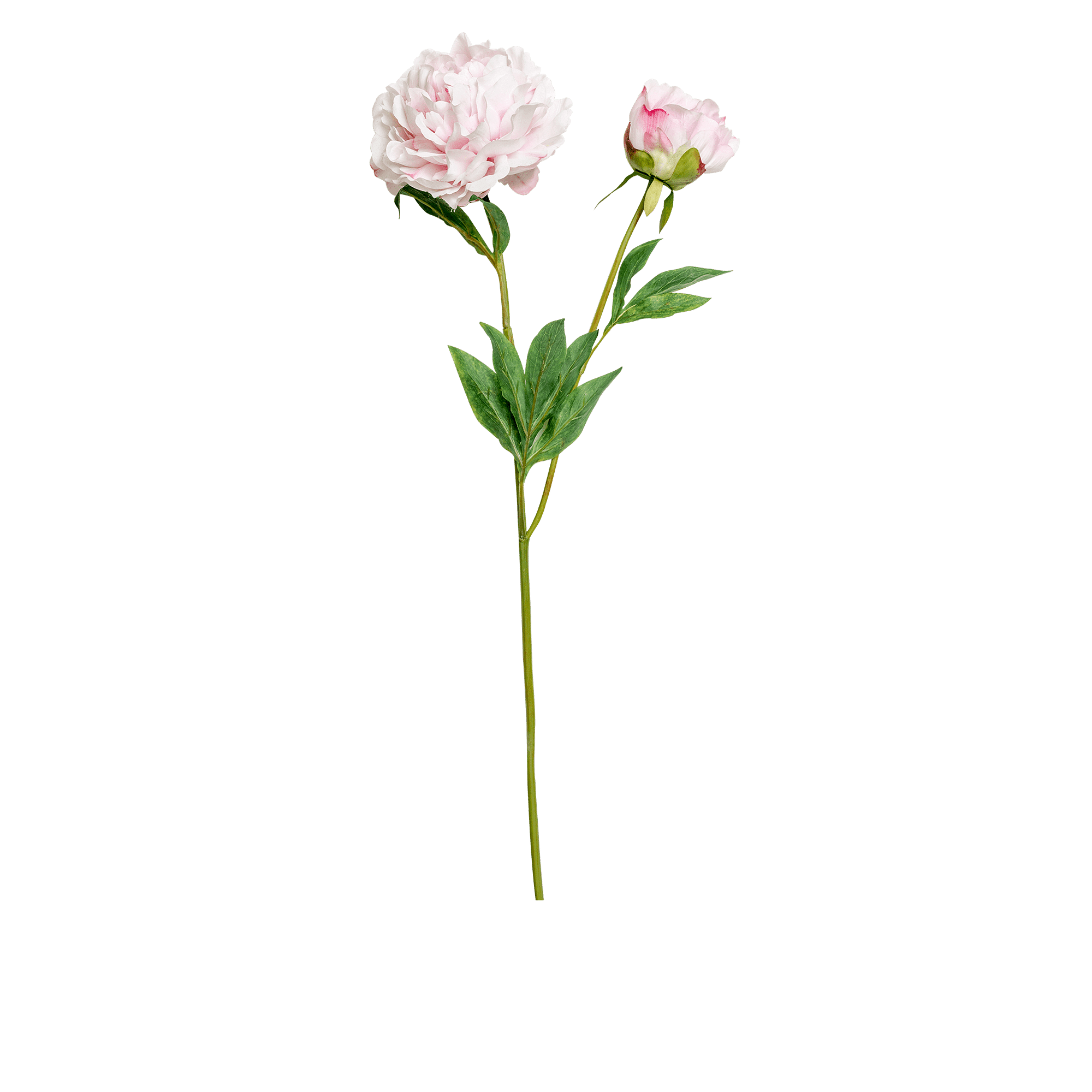 RI003763_3