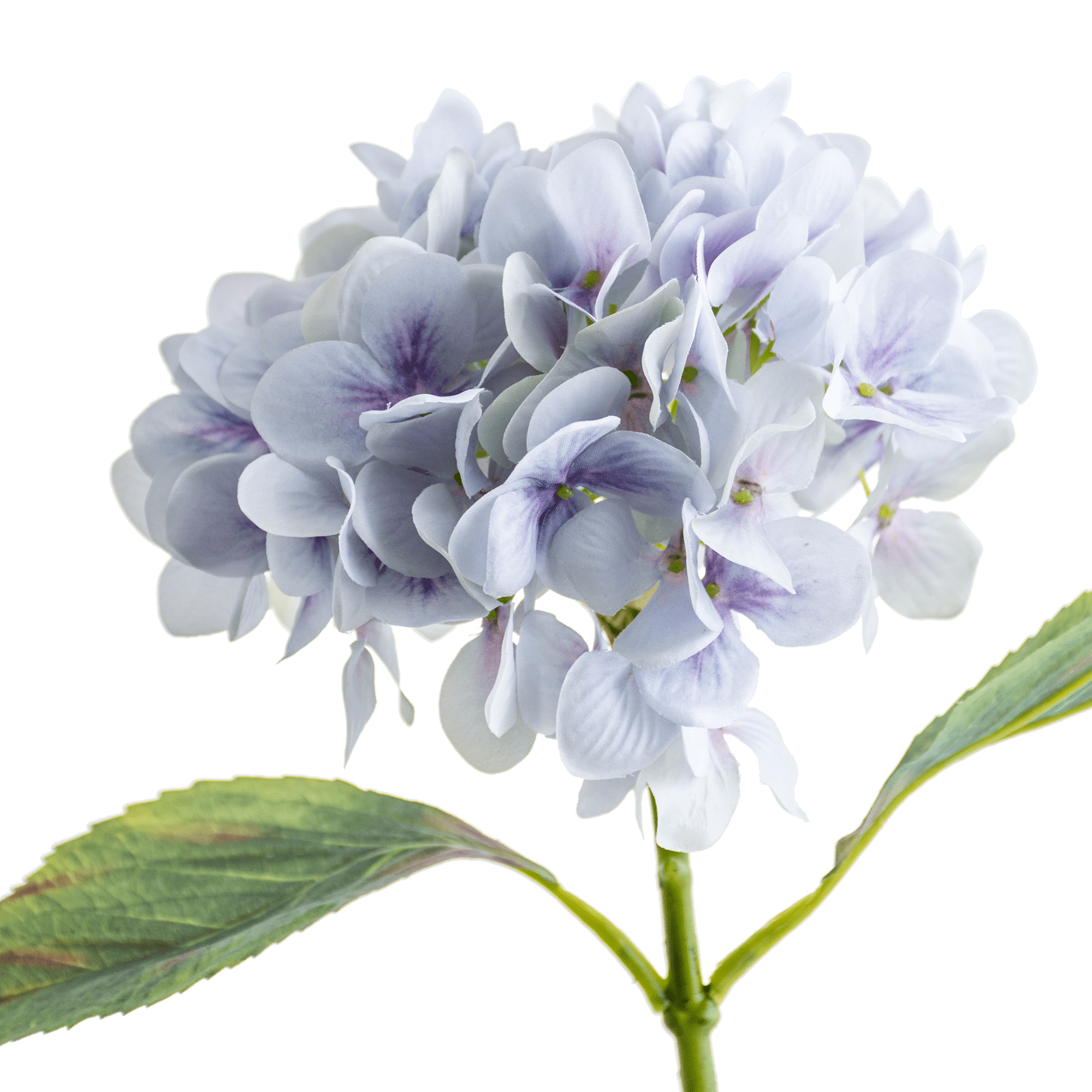 Hydrangea Stem
