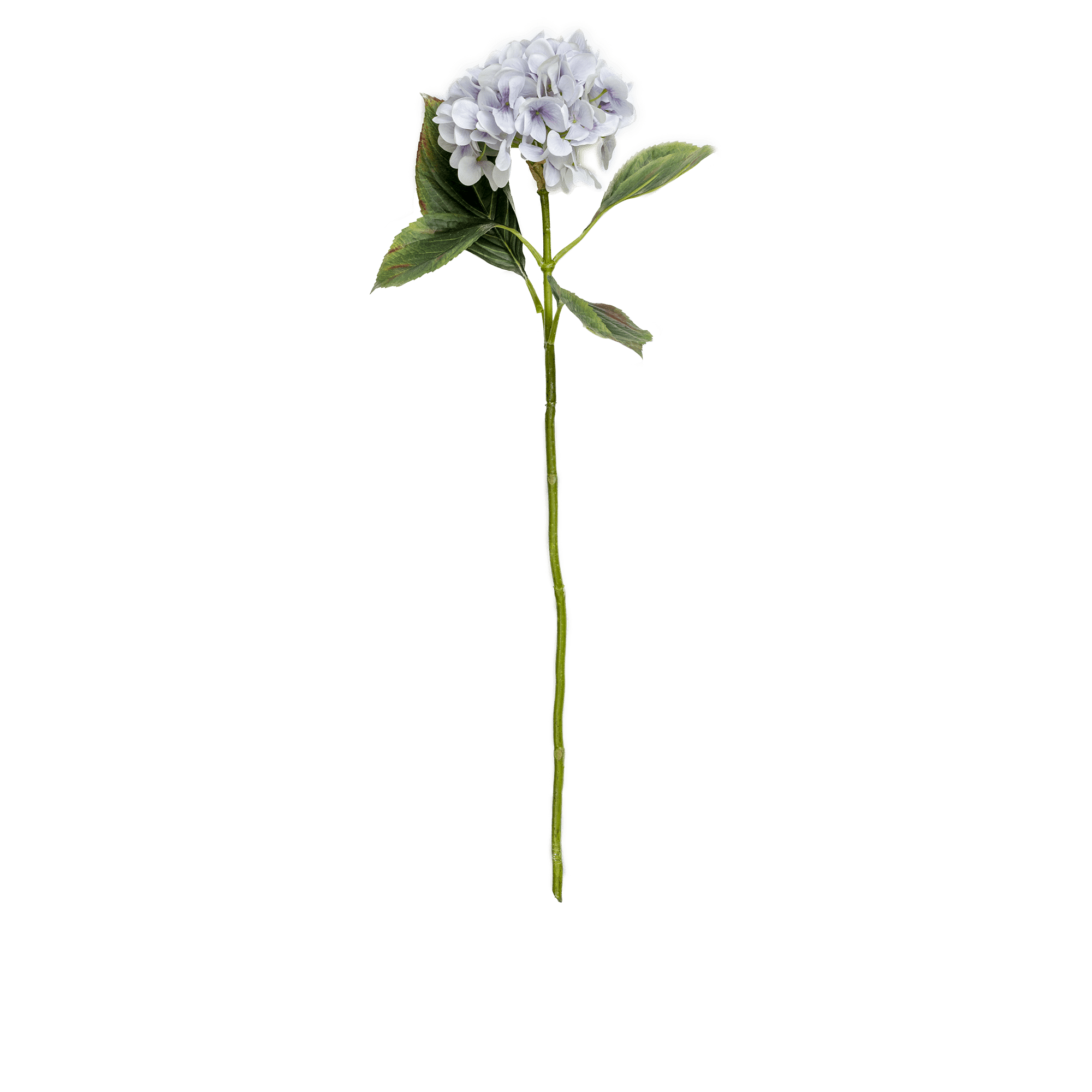 RI003765_3