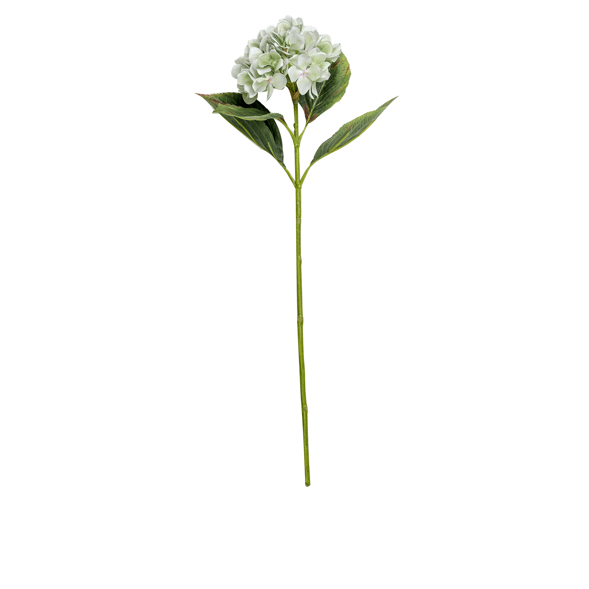 RI003772_3