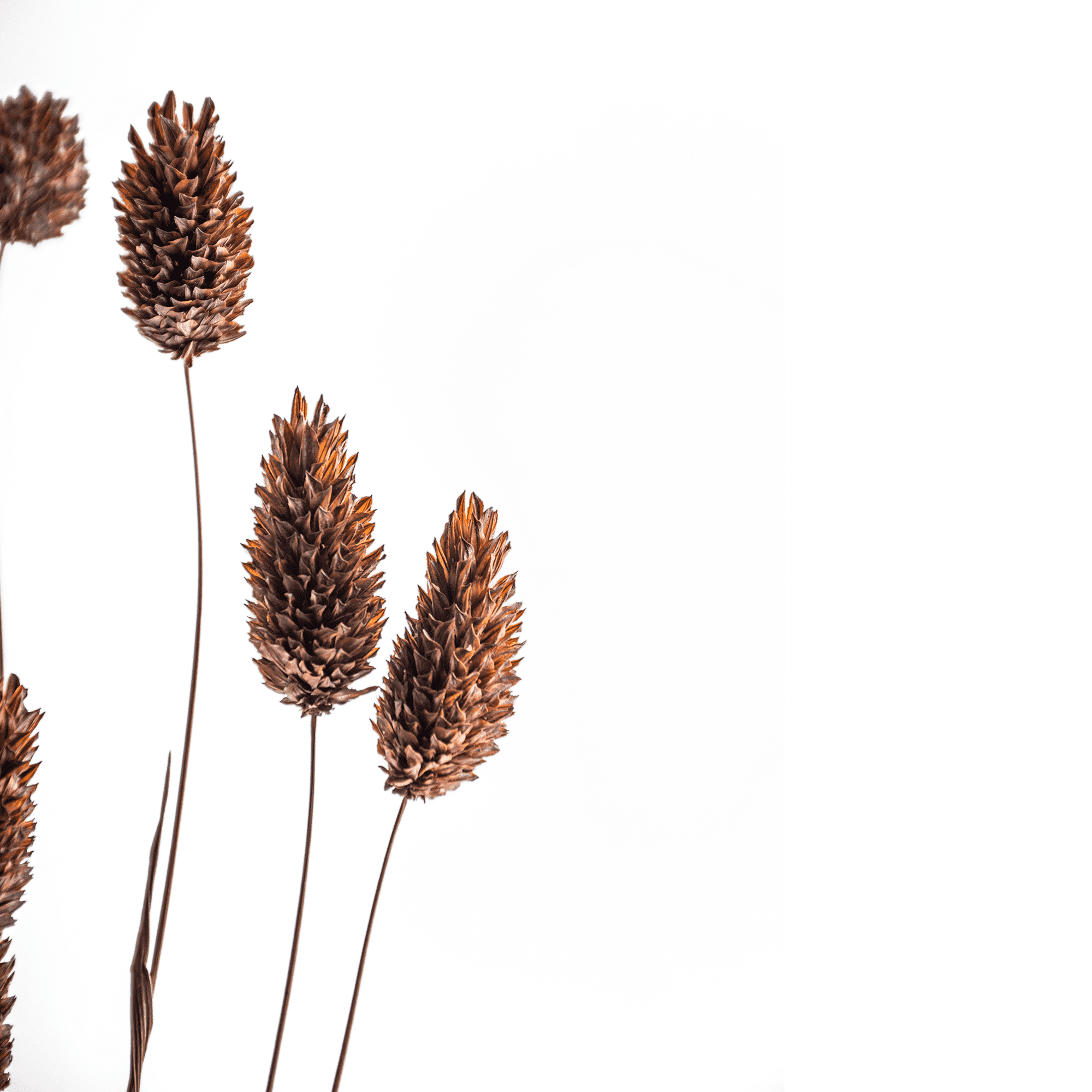 Phalaris Dried Botanical