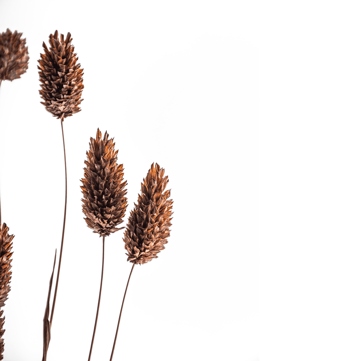 RI004132_1_1