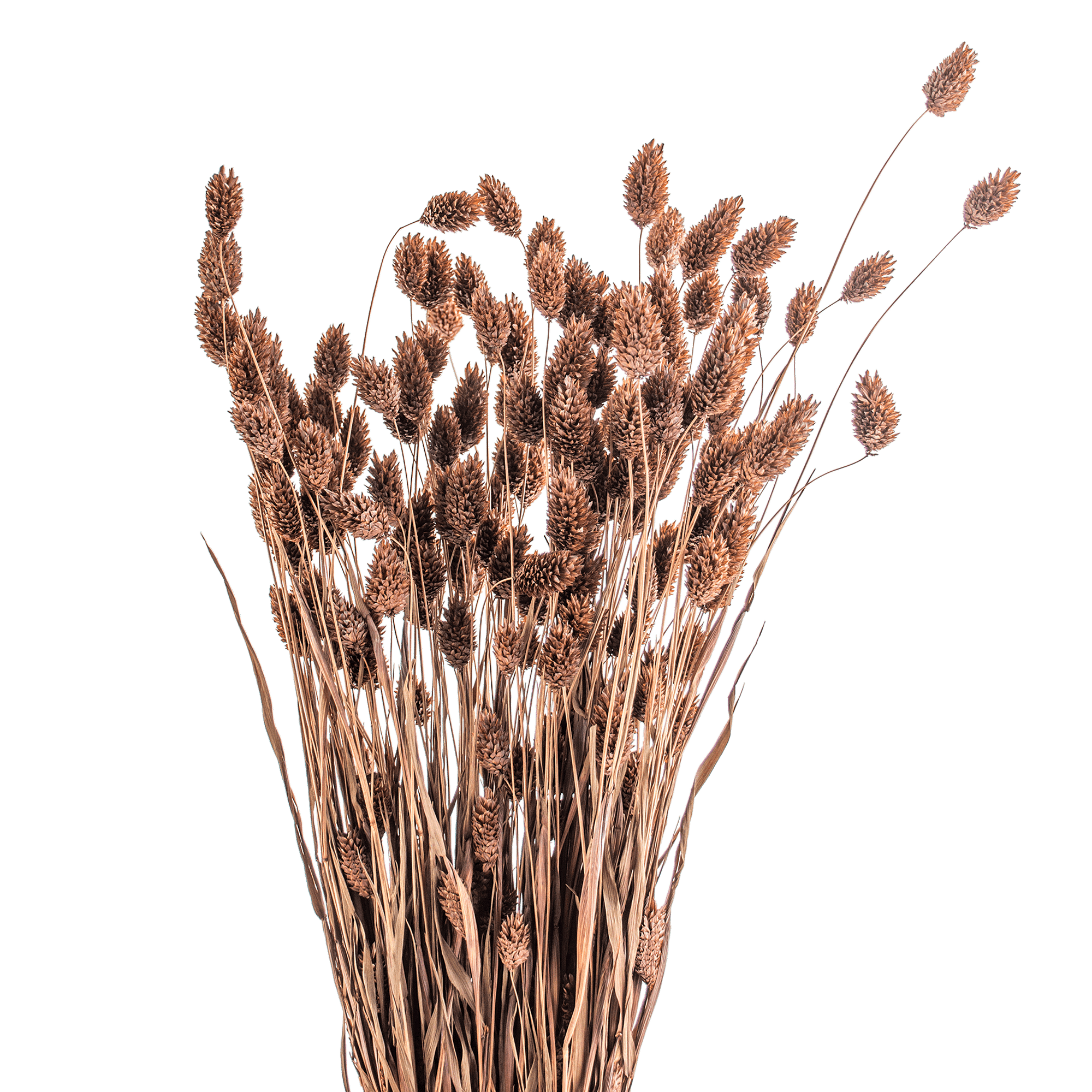 Phalaris Dried Botanical
