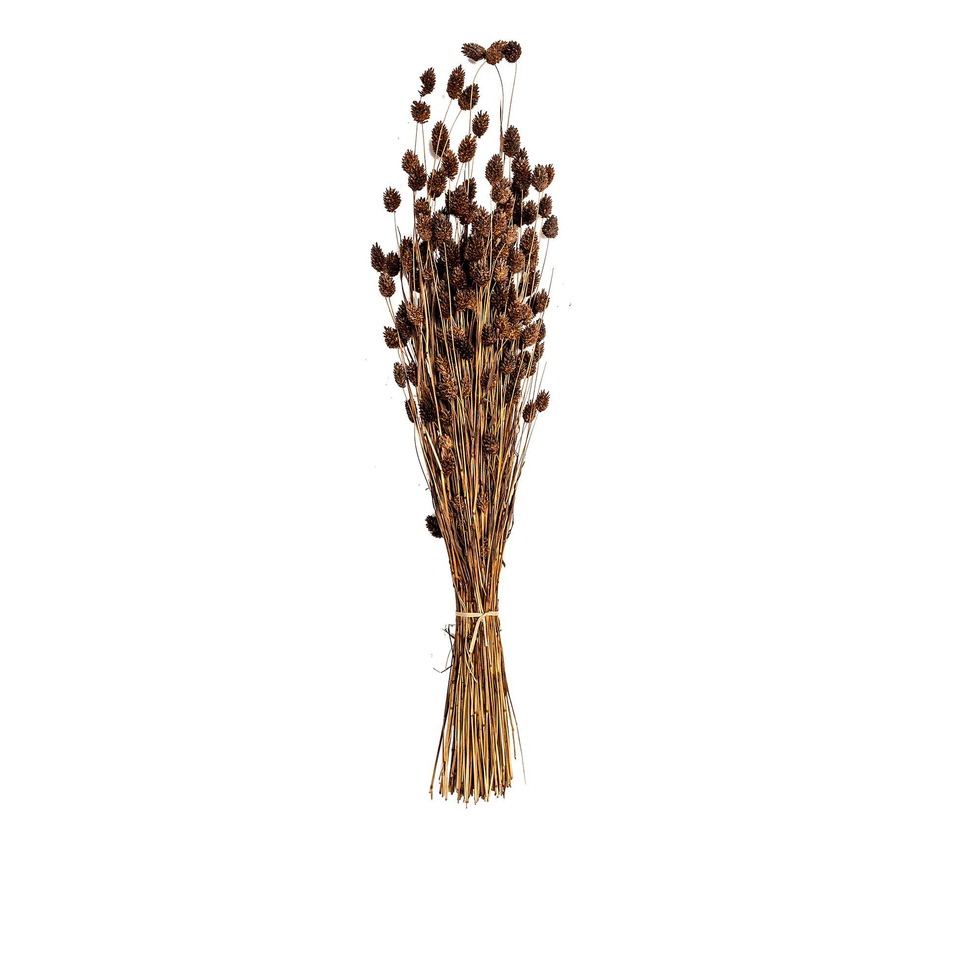 Phalaris Dried Botanical