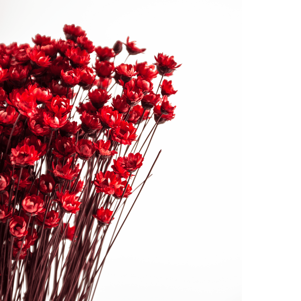 RI004133_1_1