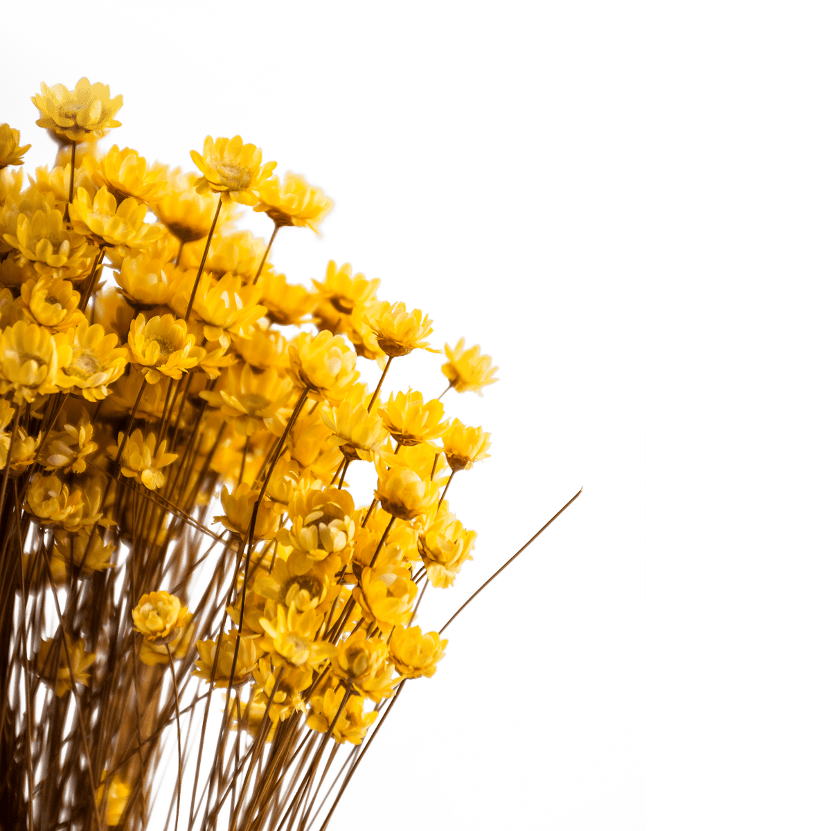 RI004136_1_1