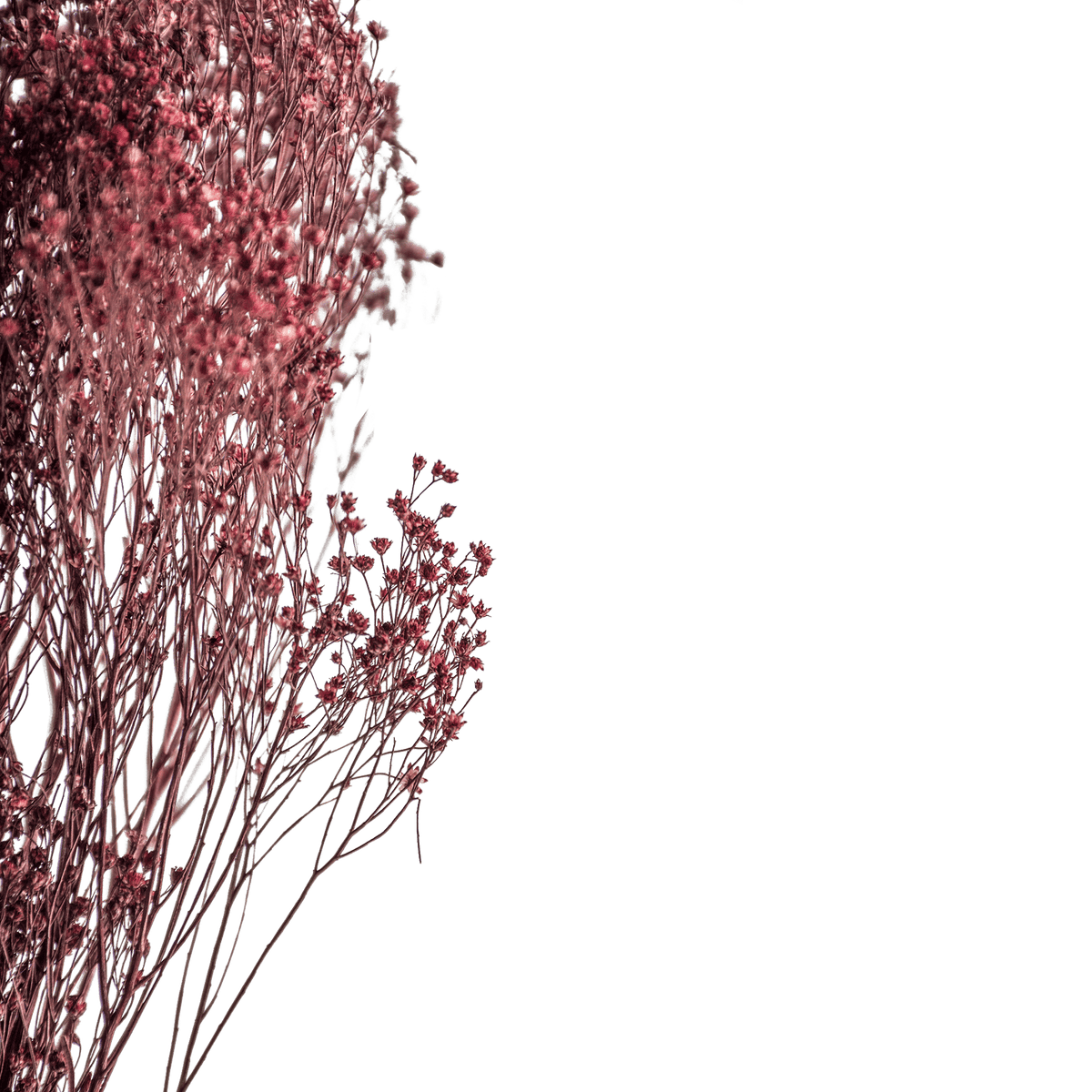 RI004138_1_1