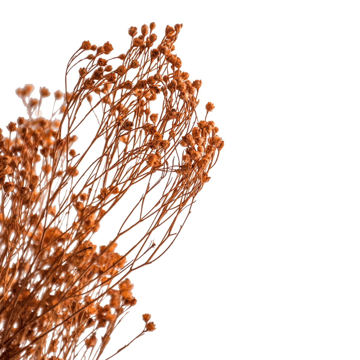 RI004140_1_1
