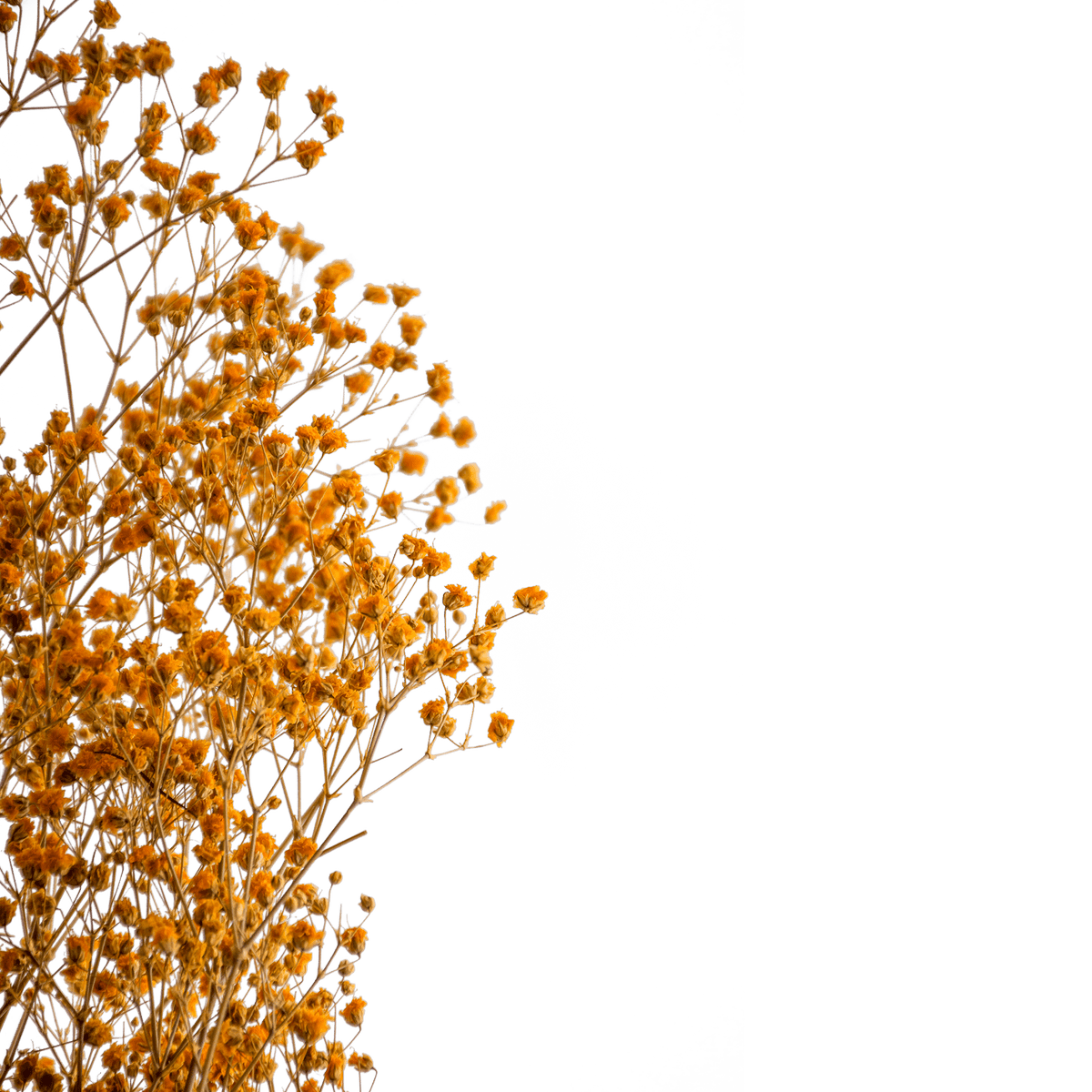 RI004141_1_1