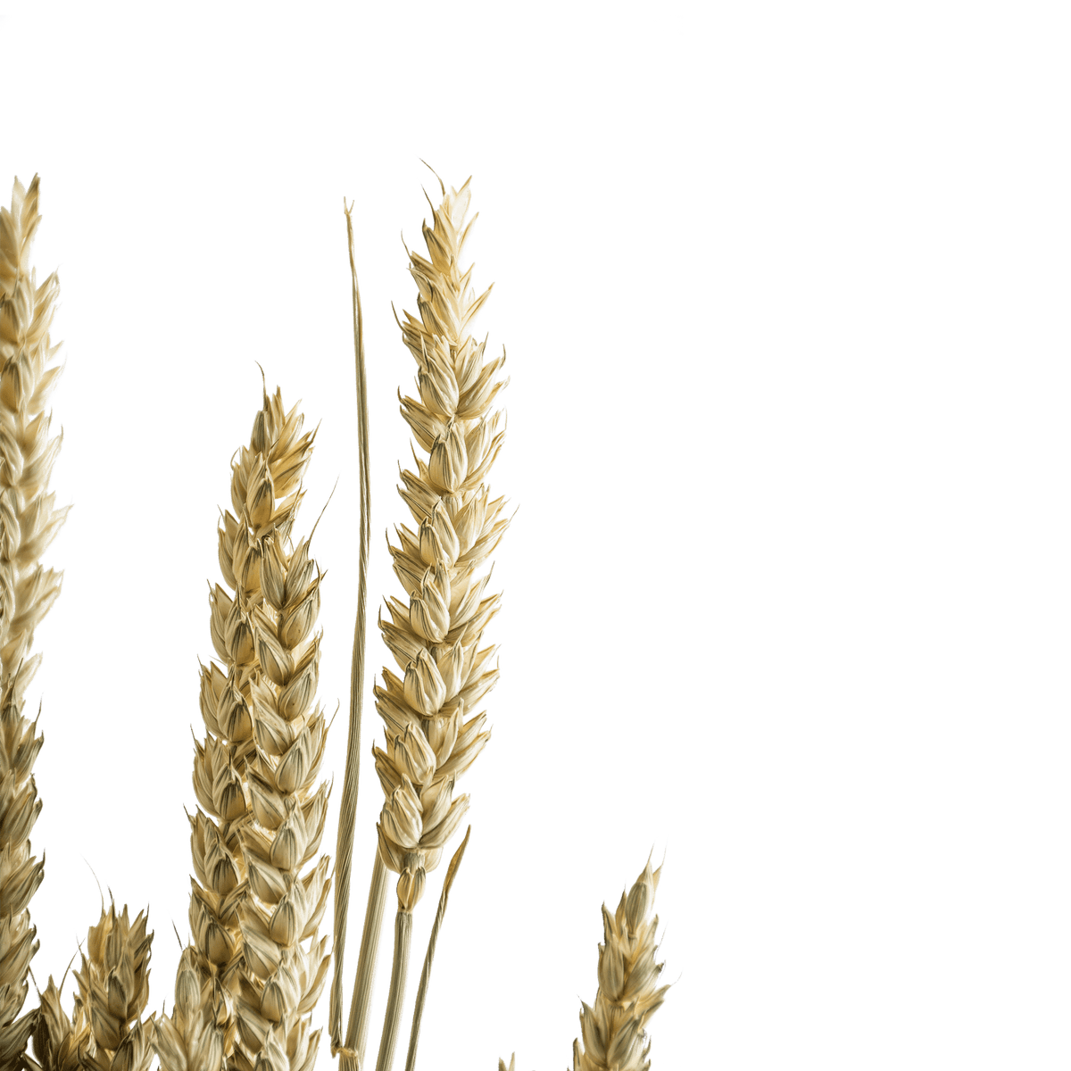 RI004142_1_1