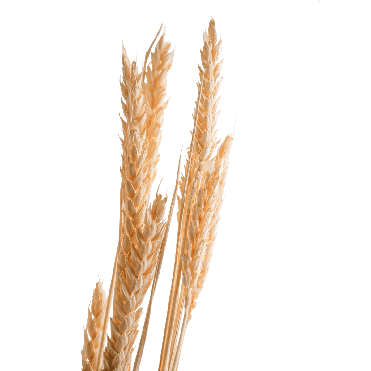 RI004143_1_1