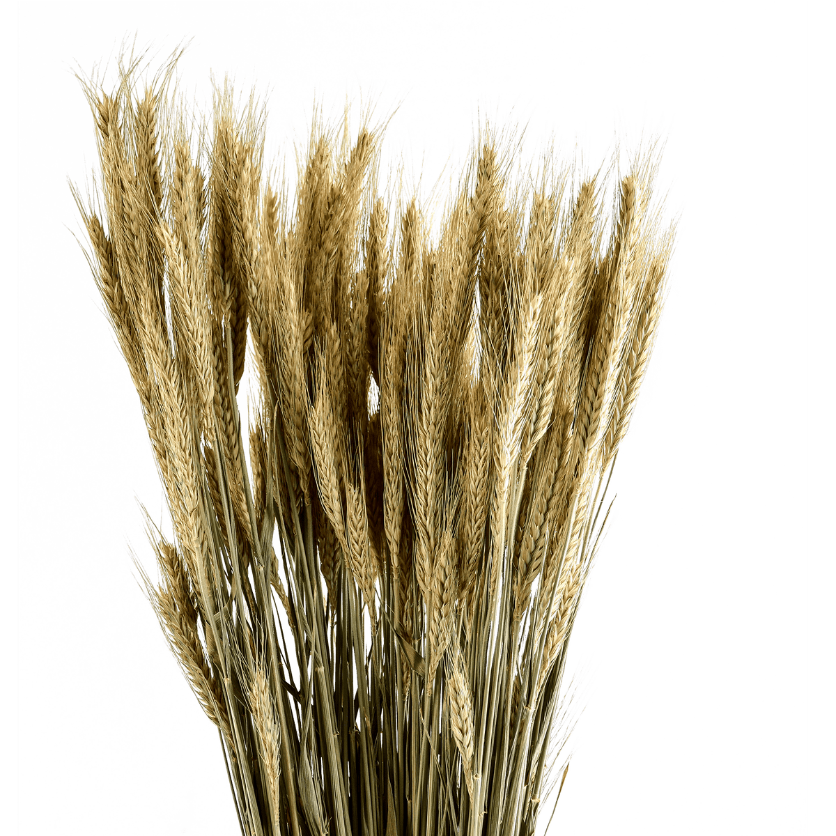 RI004146_2_1