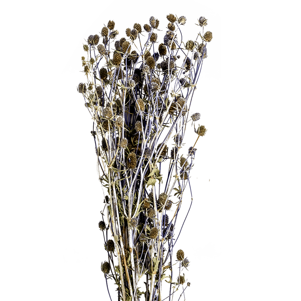 RI004147_1_1