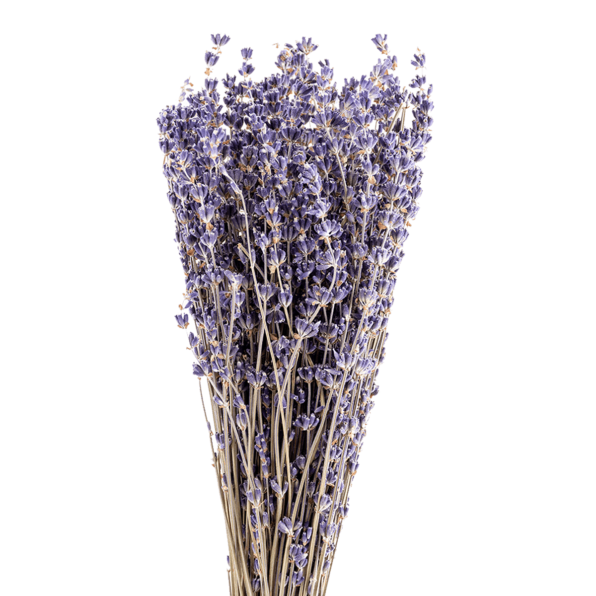 Echinops Dried Botanical
