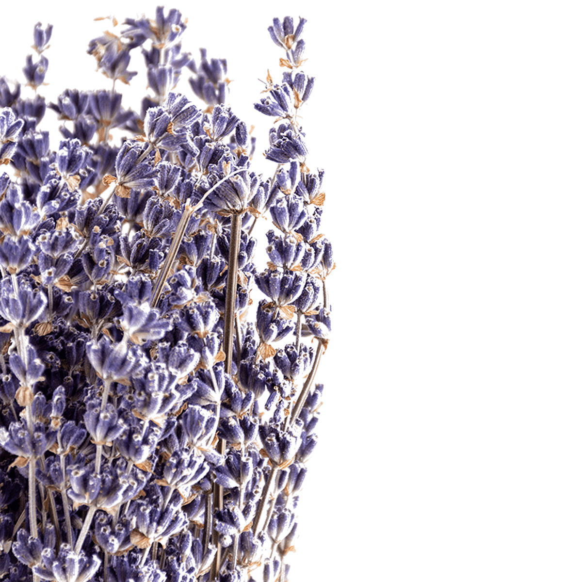 /R/I/RI006104_2_1_1.png