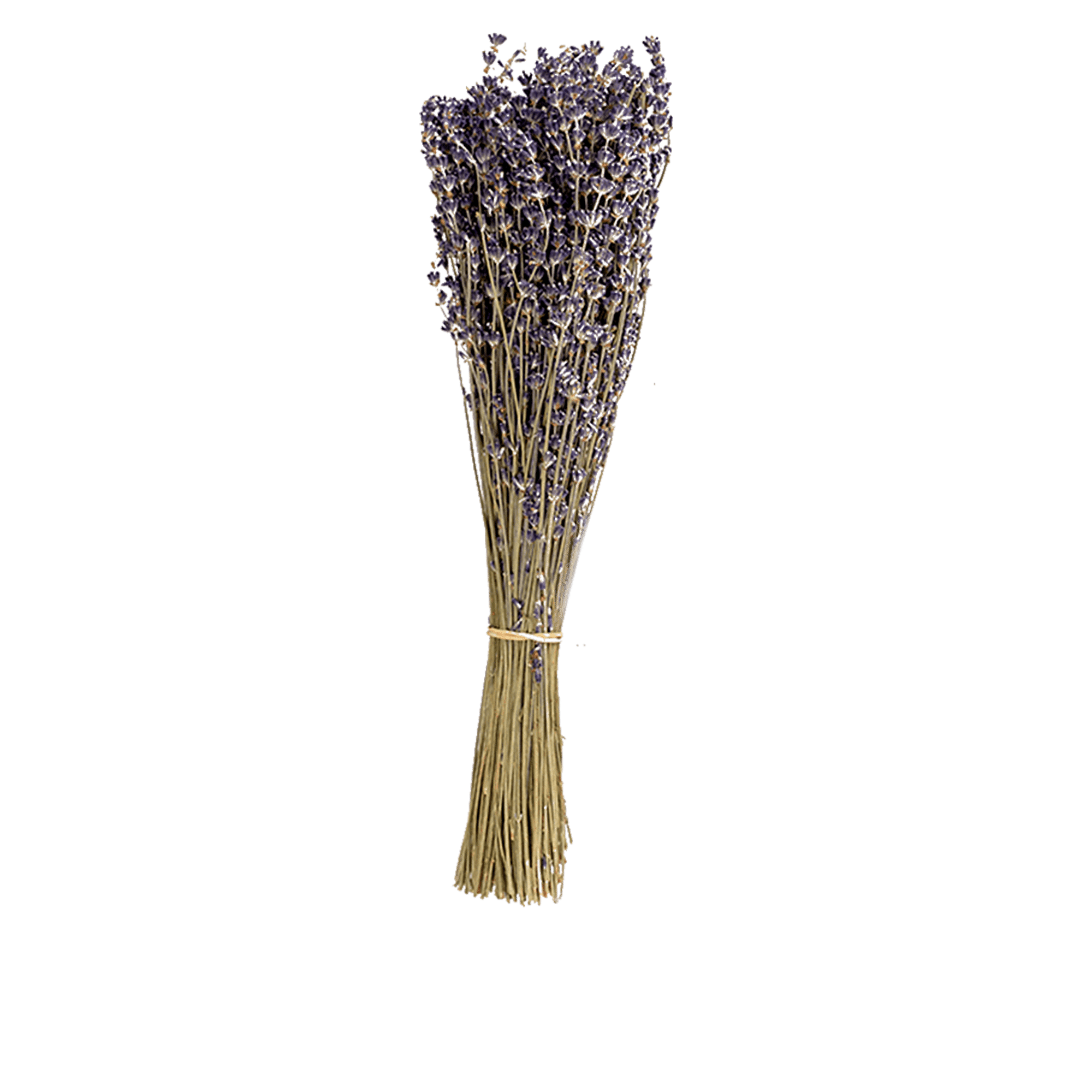 Echinops Dried Botanical