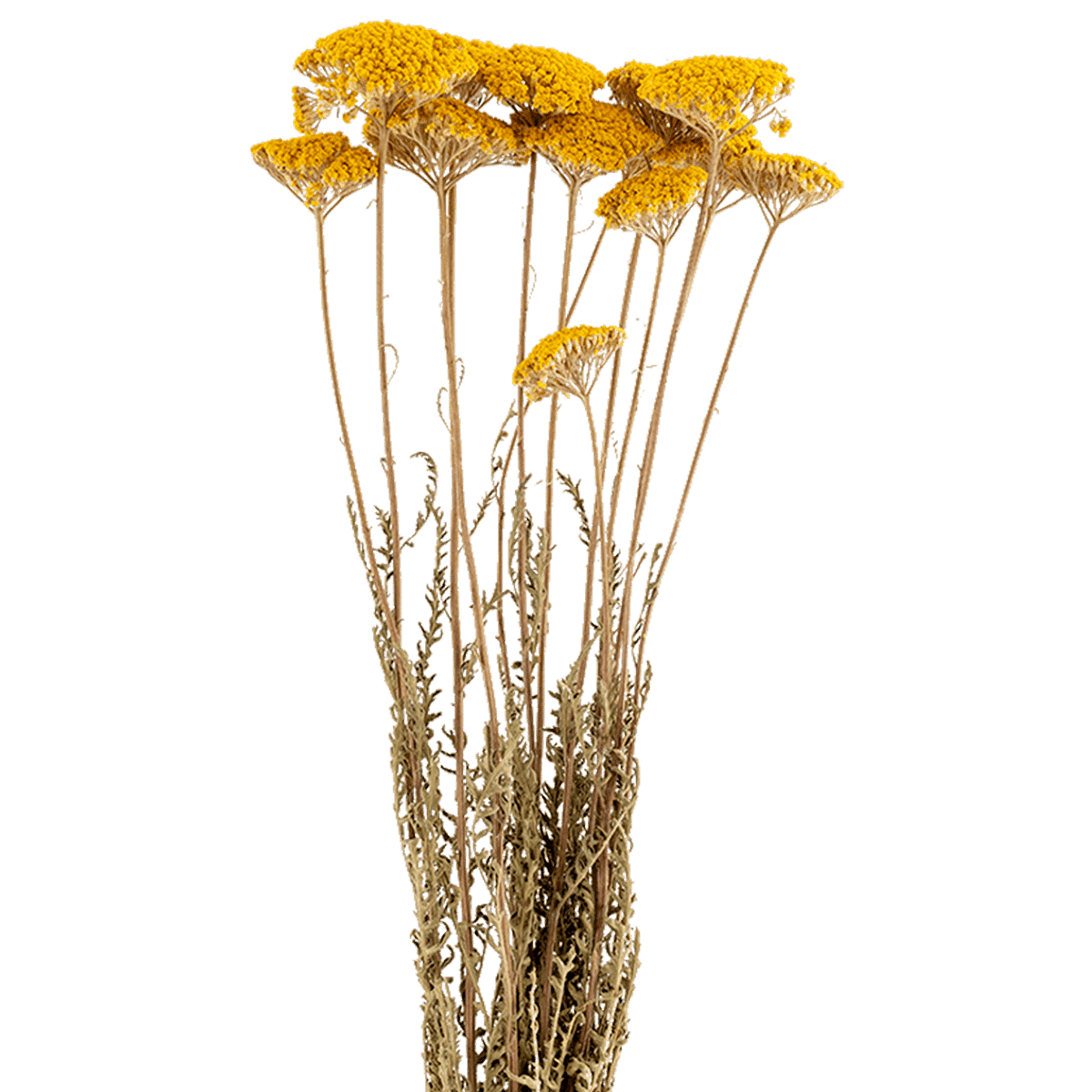 Achilea Parker Jaune Dried Botanical