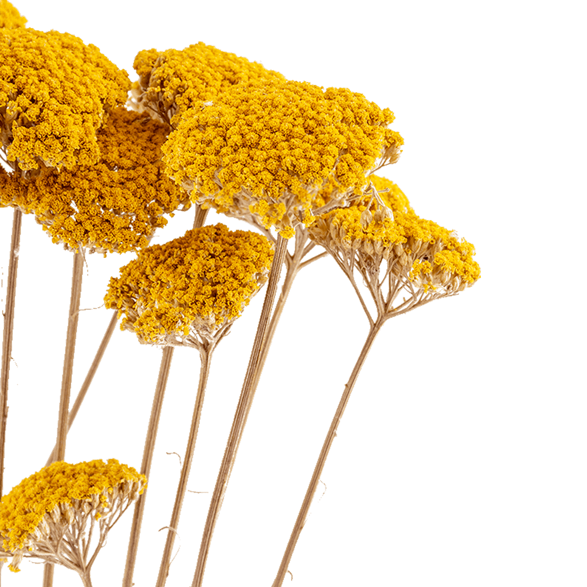 /R/I/RI006105_2_1_1.png