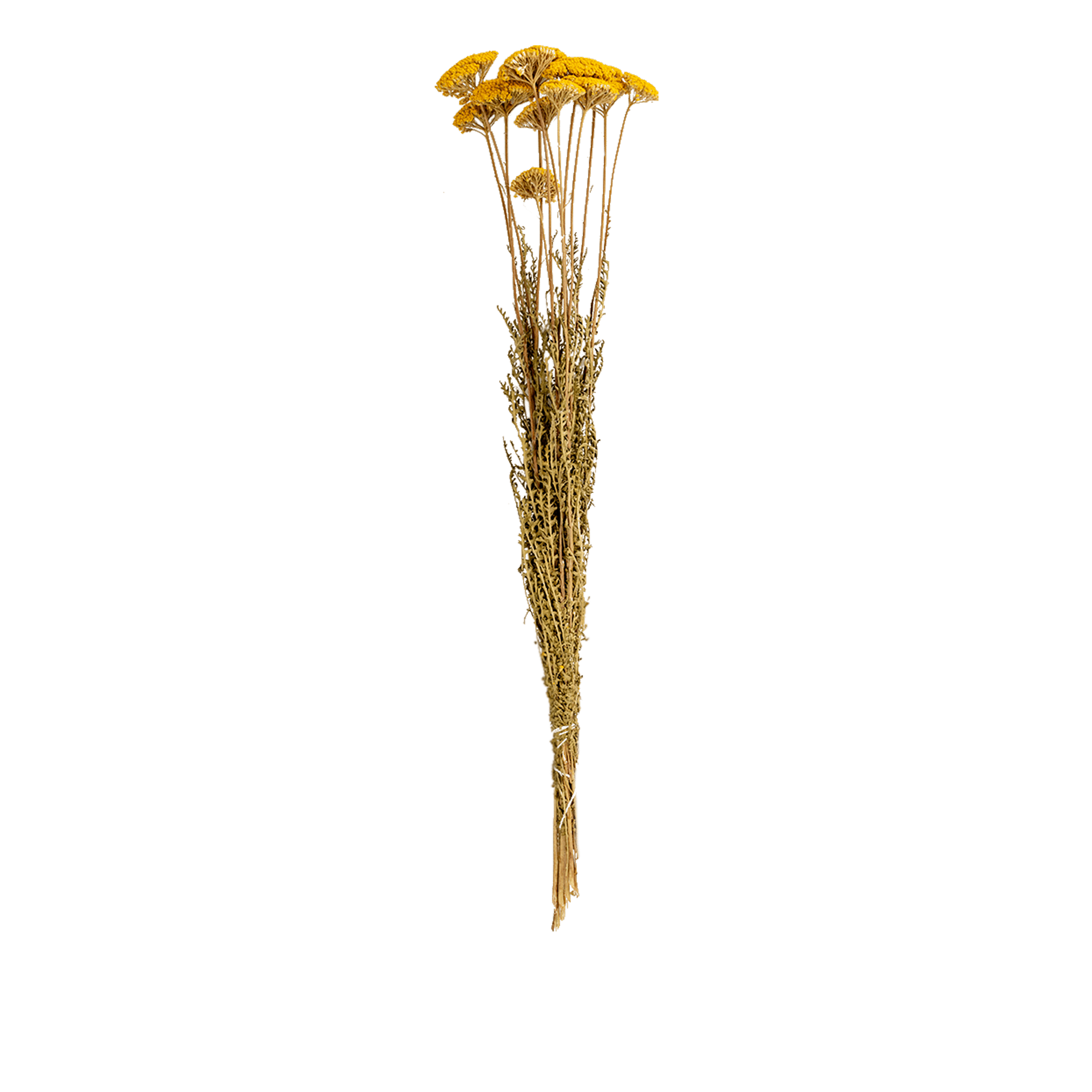 Achilea Parker Jaune Dried Botanical
