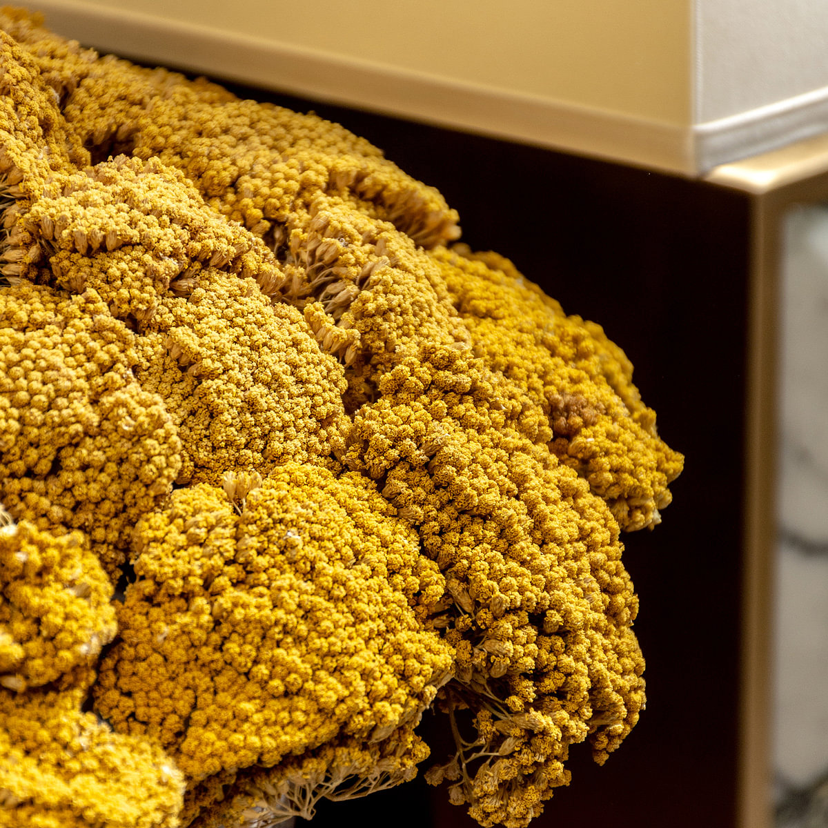 Achilea Parker Jaune Dried Botanical