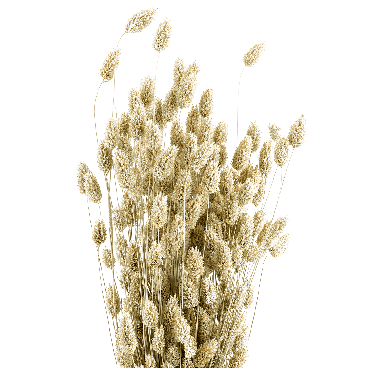 Phalaris Dried Botanical