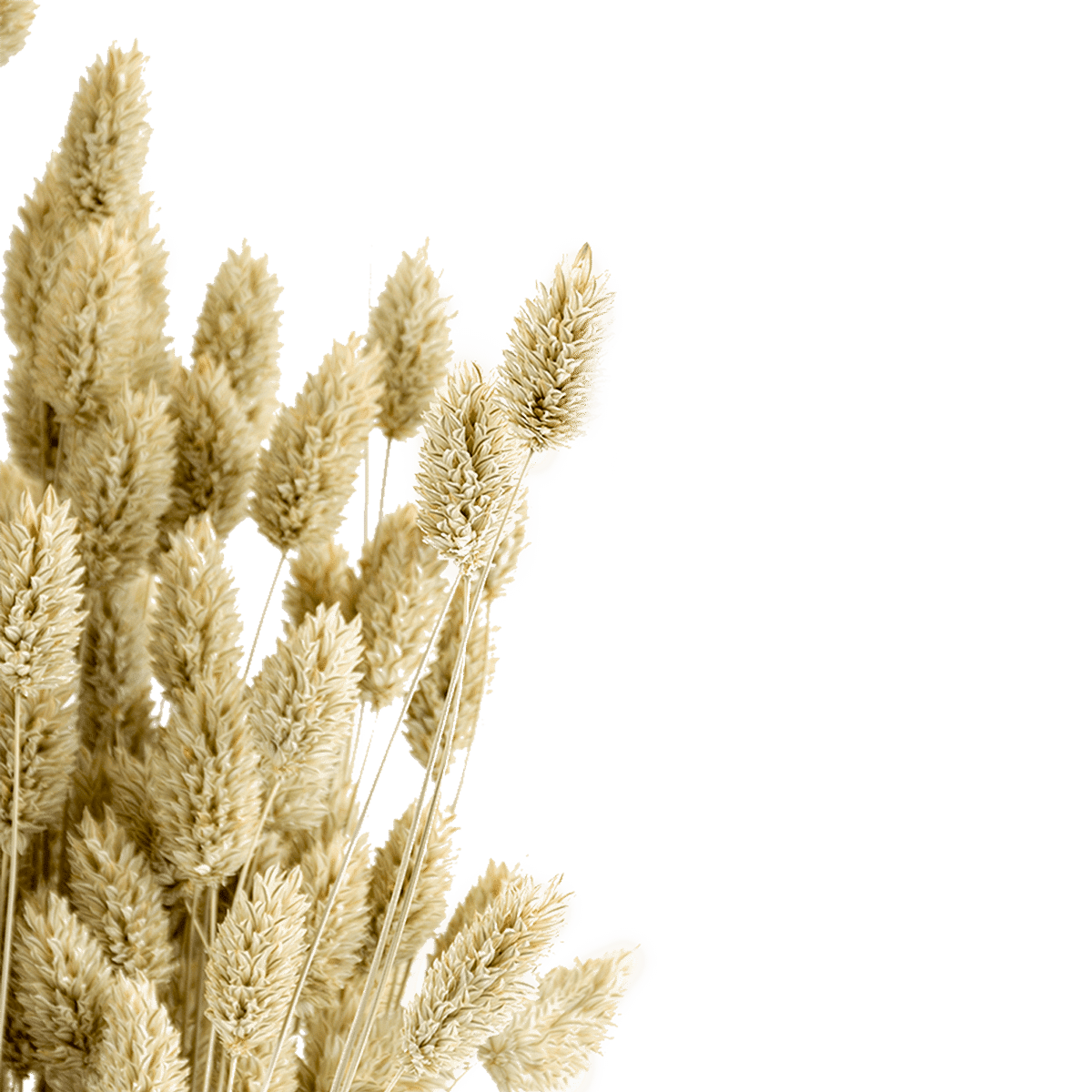 Phalaris Dried Botanical