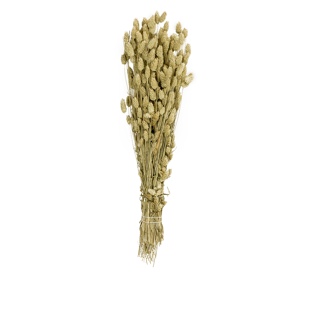 Phalaris Dried Botanical