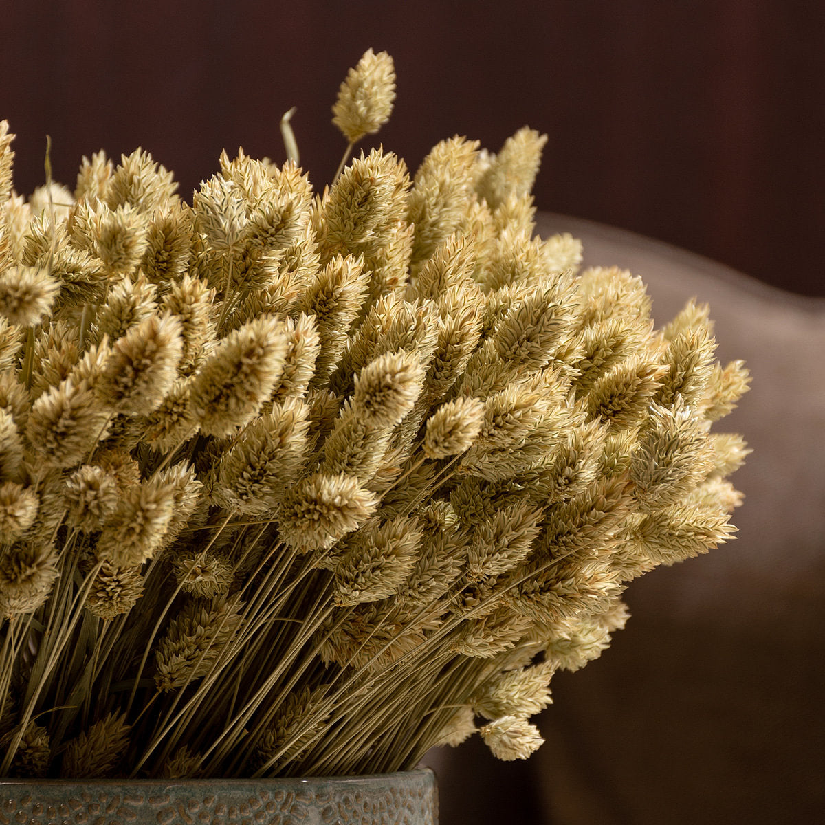 Phalaris Dried Botanical