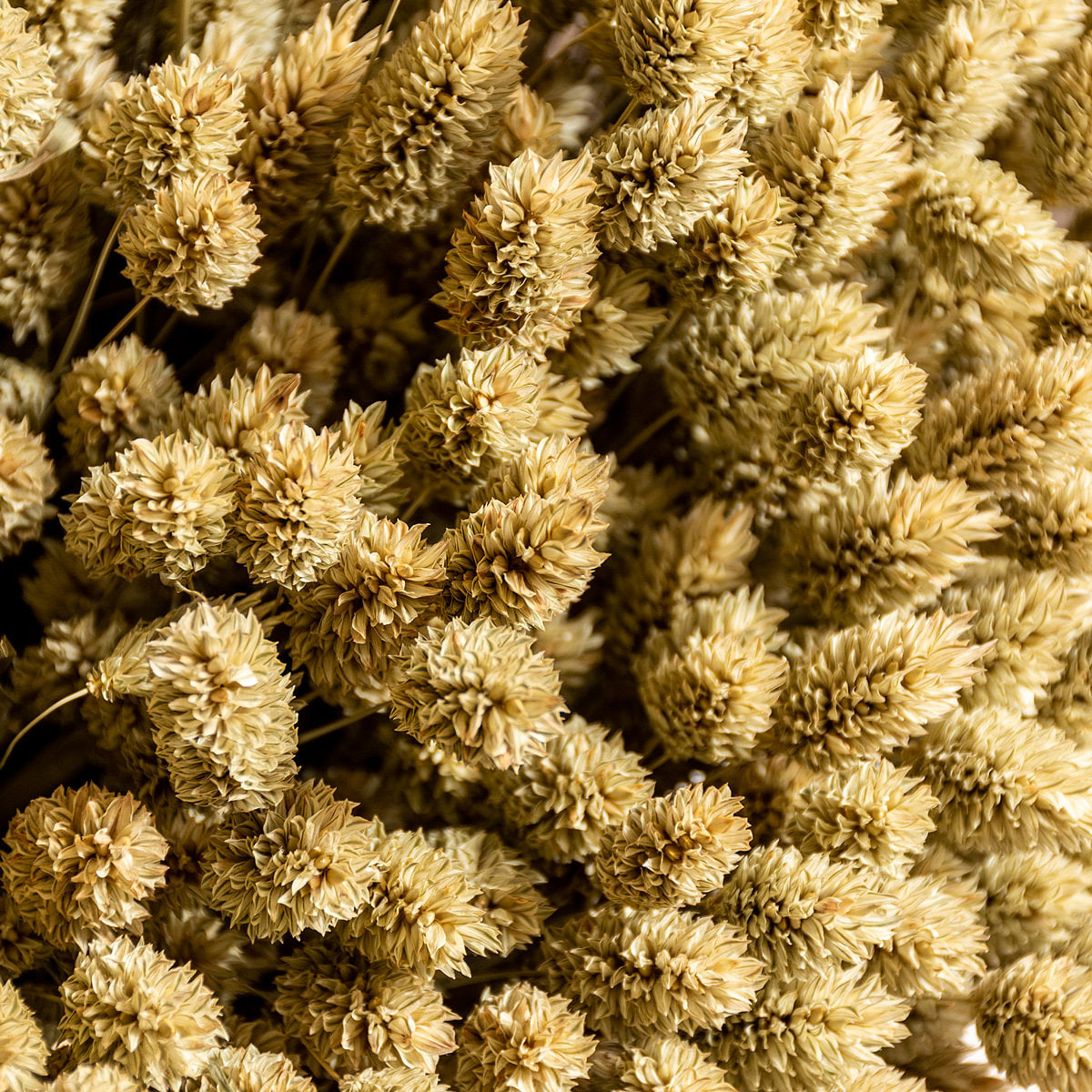 Phalaris Dried Botanical