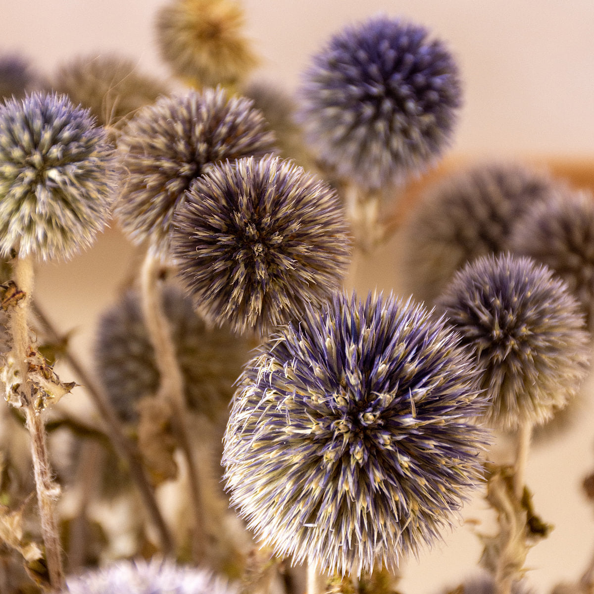Echinops Dried Botanical
