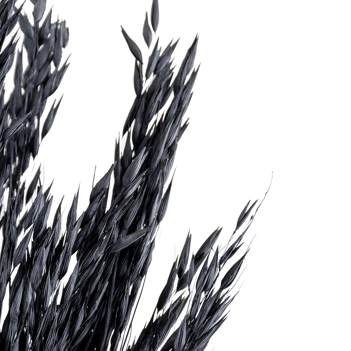 RI006109_2_1