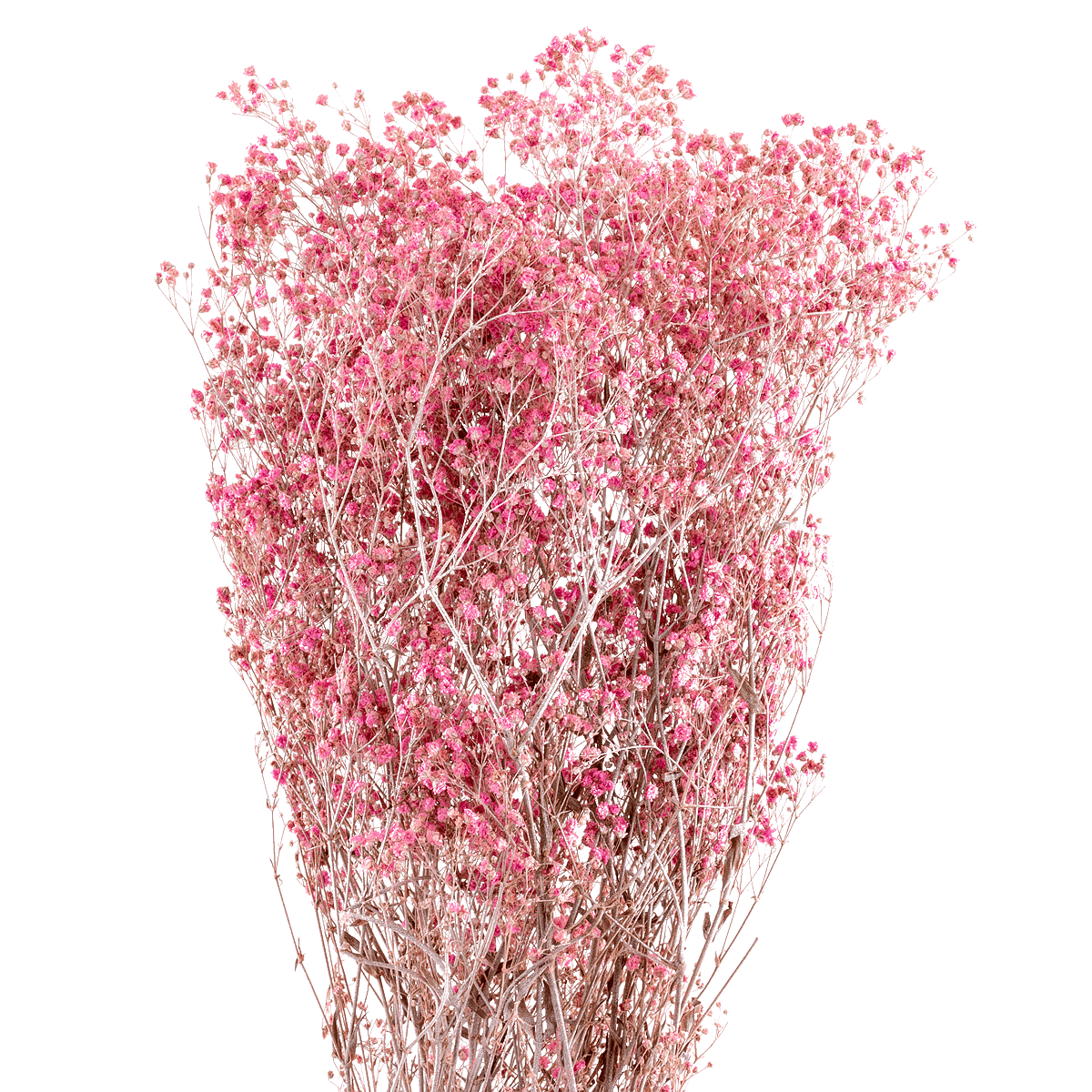 Stem