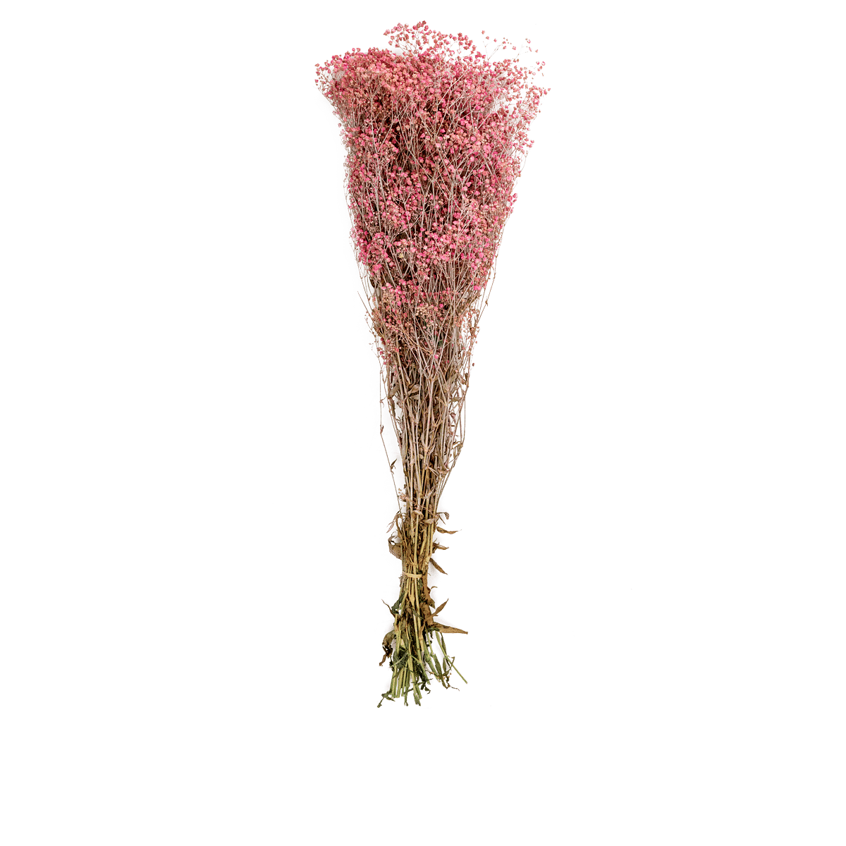 Stem