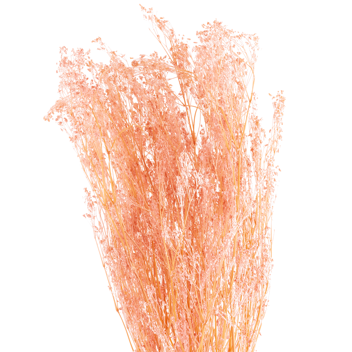 Gypsophile Paniculata Dried Botanical
