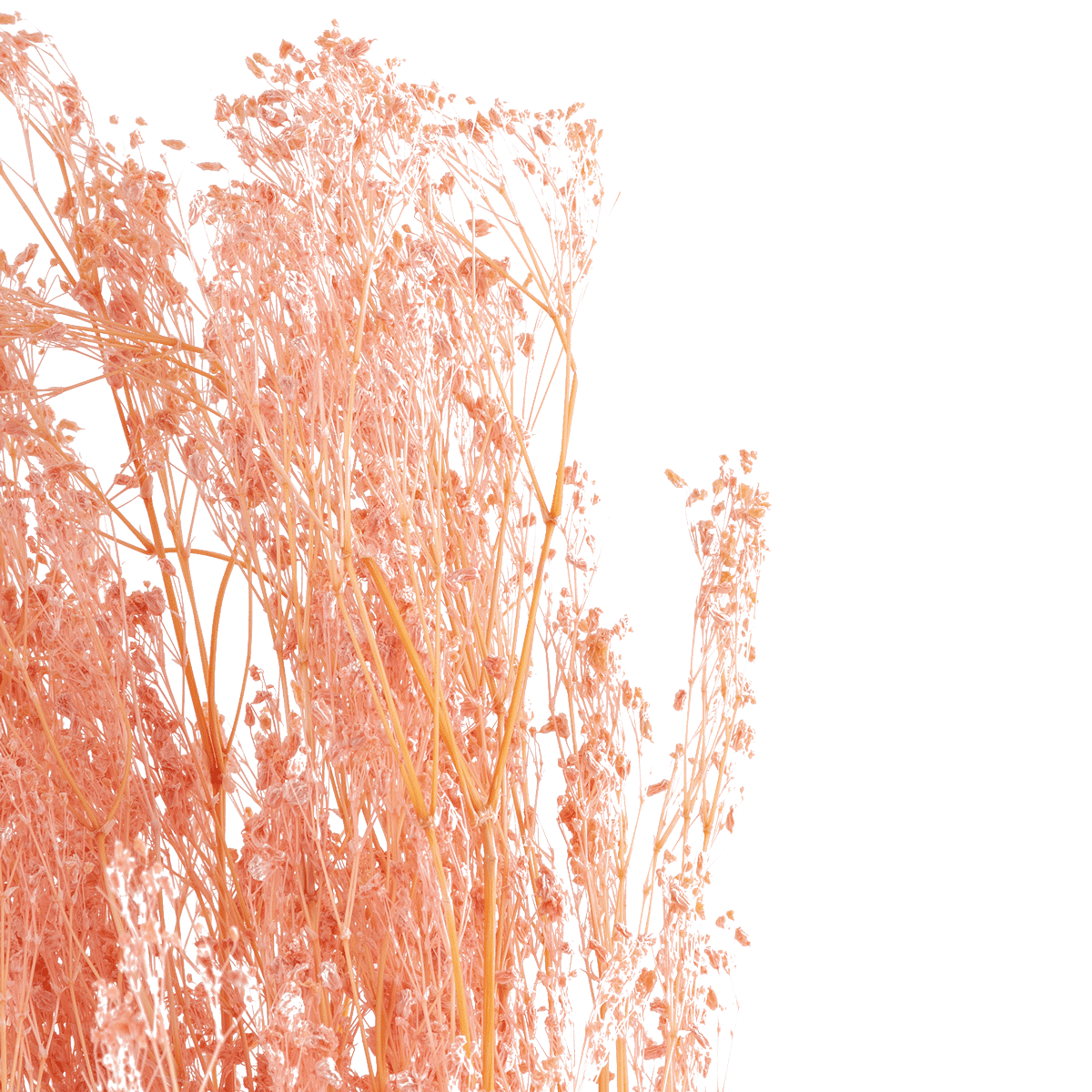 RI006111_2_1_1